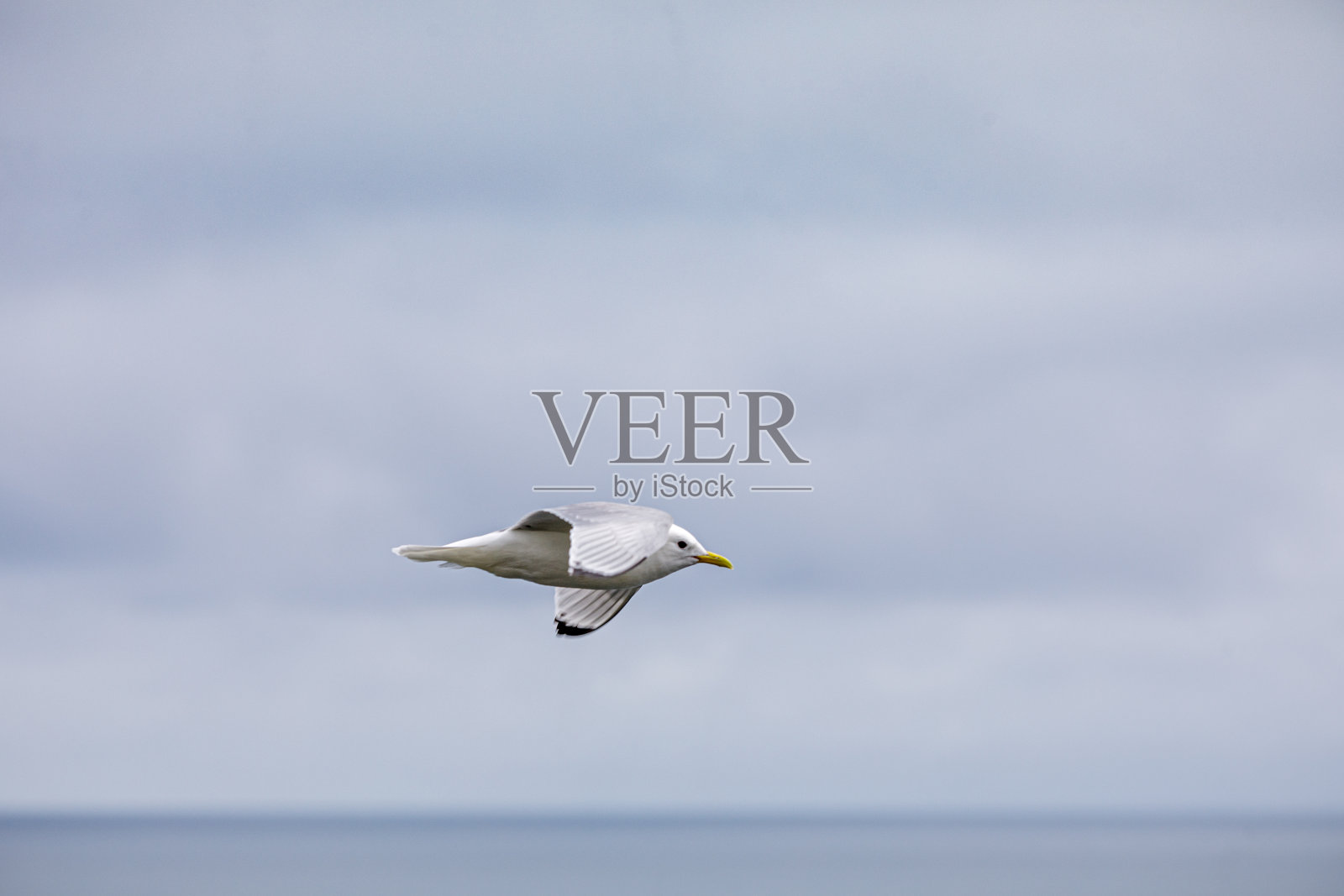 飞翔的海鸥靠近鸟崖照片摄影图片