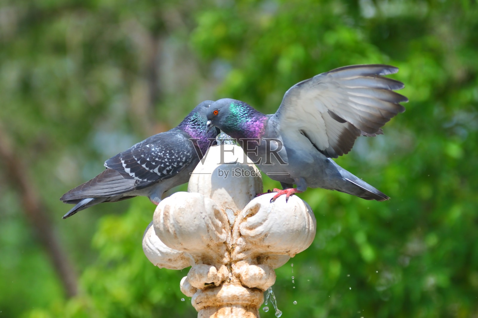 鸽子和喷泉照片摄影图片