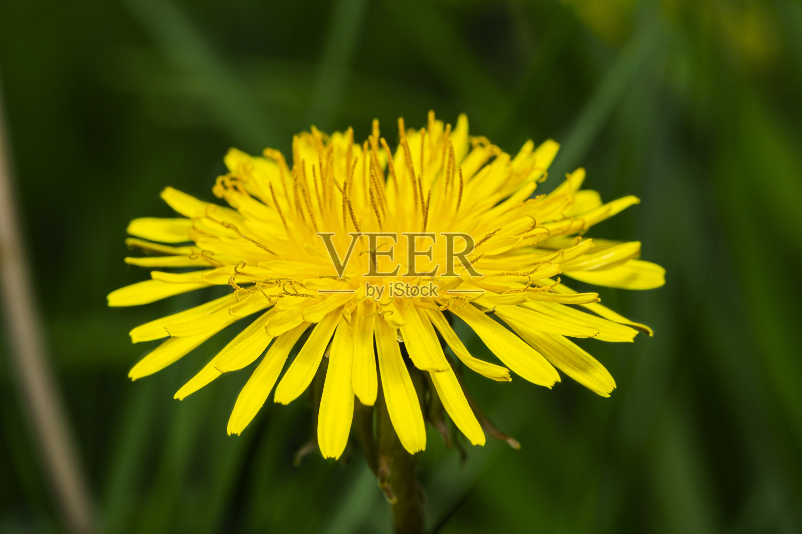 单一的蒲公英花照片摄影图片