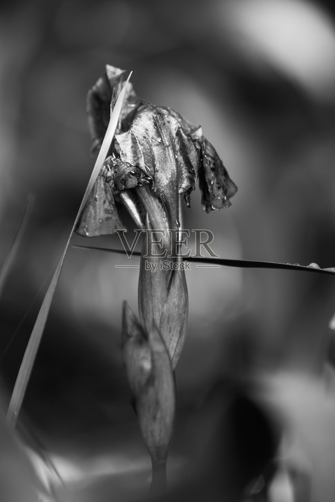 虹膜照片摄影图片