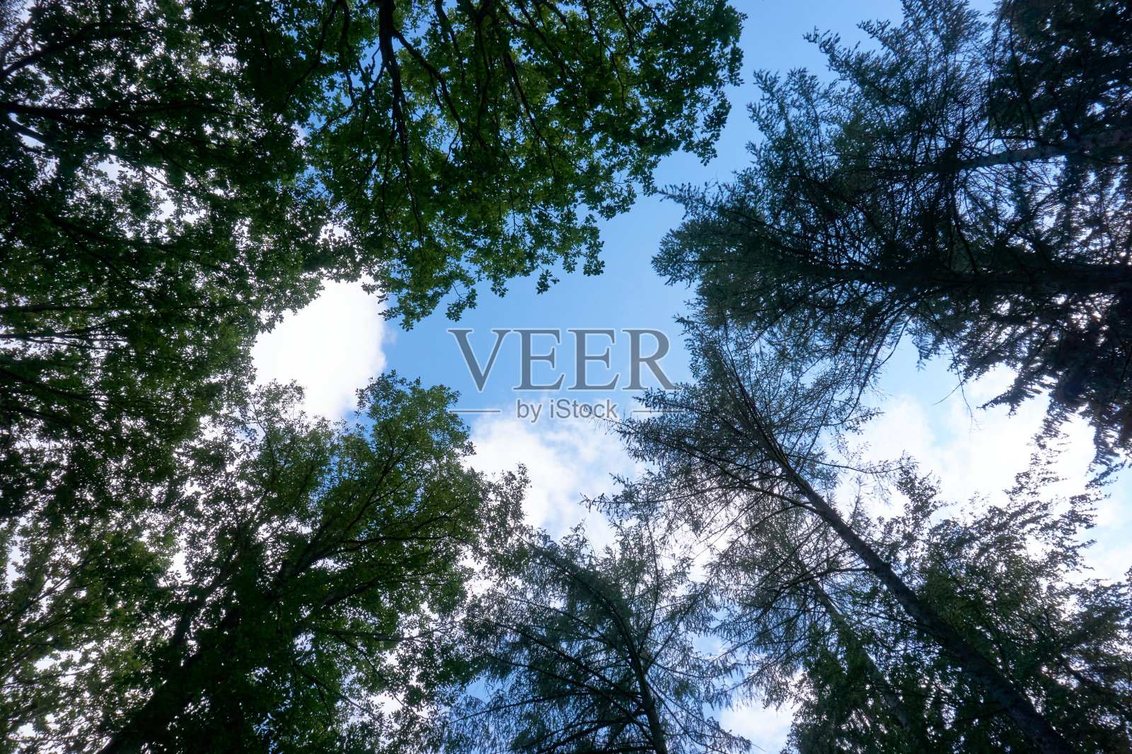 在森林里从地面一直看到树梢的景色。低角度拍摄。树冠和蓝天。森林中美丽的对称。照片摄影图片