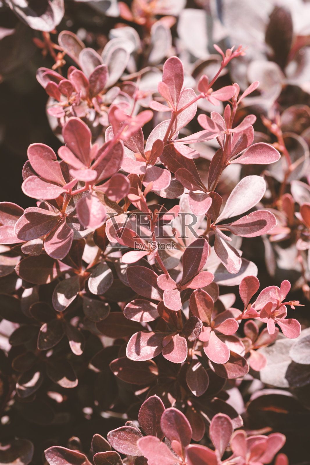 一种装饰性的常绿小檗灌木的紫色分枝。拉丁名- Berberis thunbergii Coronita。有选择性的重点。后院有漂亮的紫色灌木。园艺的概念。照片摄影图片