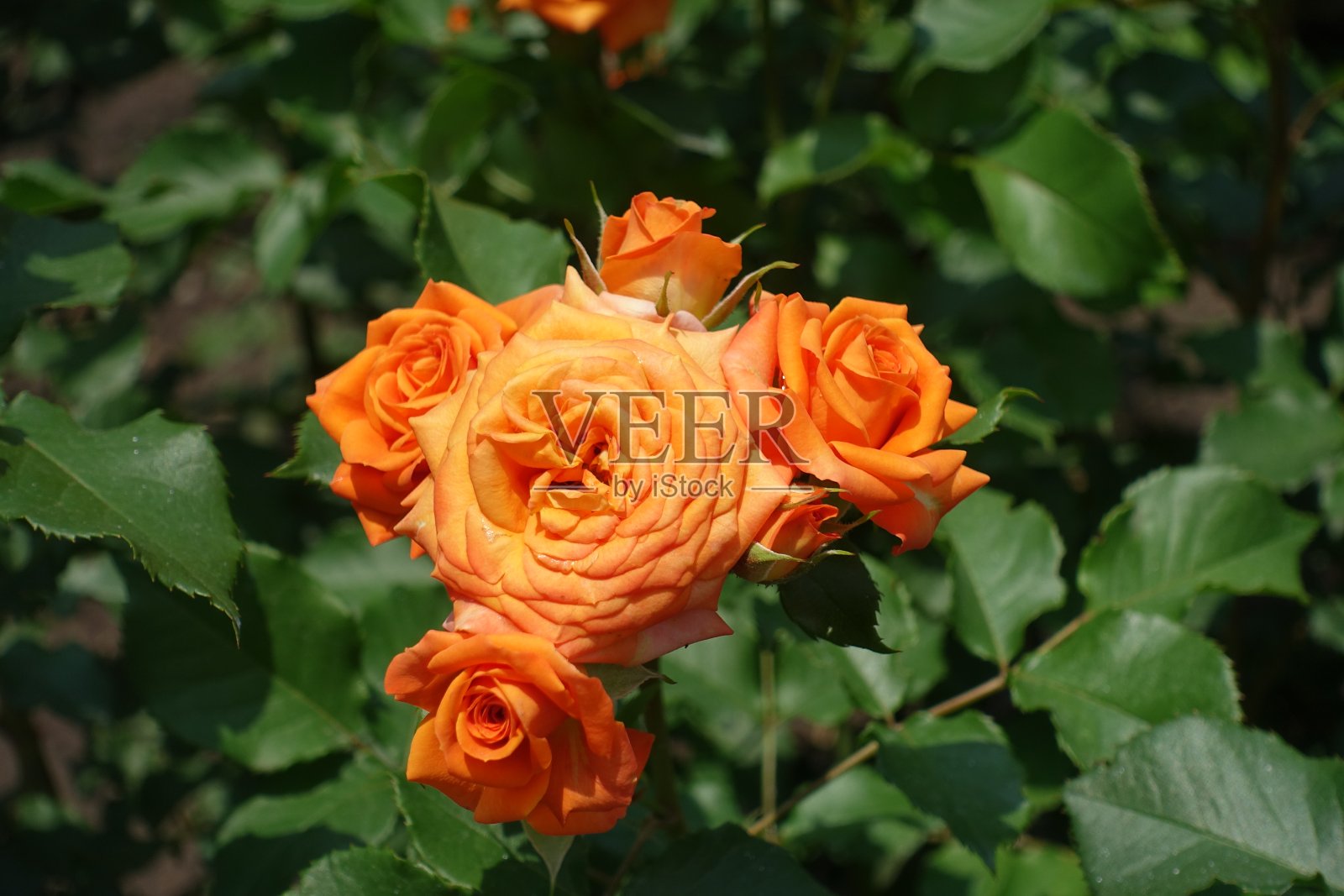 6月的5朵鲜艳的桔黄色玫瑰花照片摄影图片