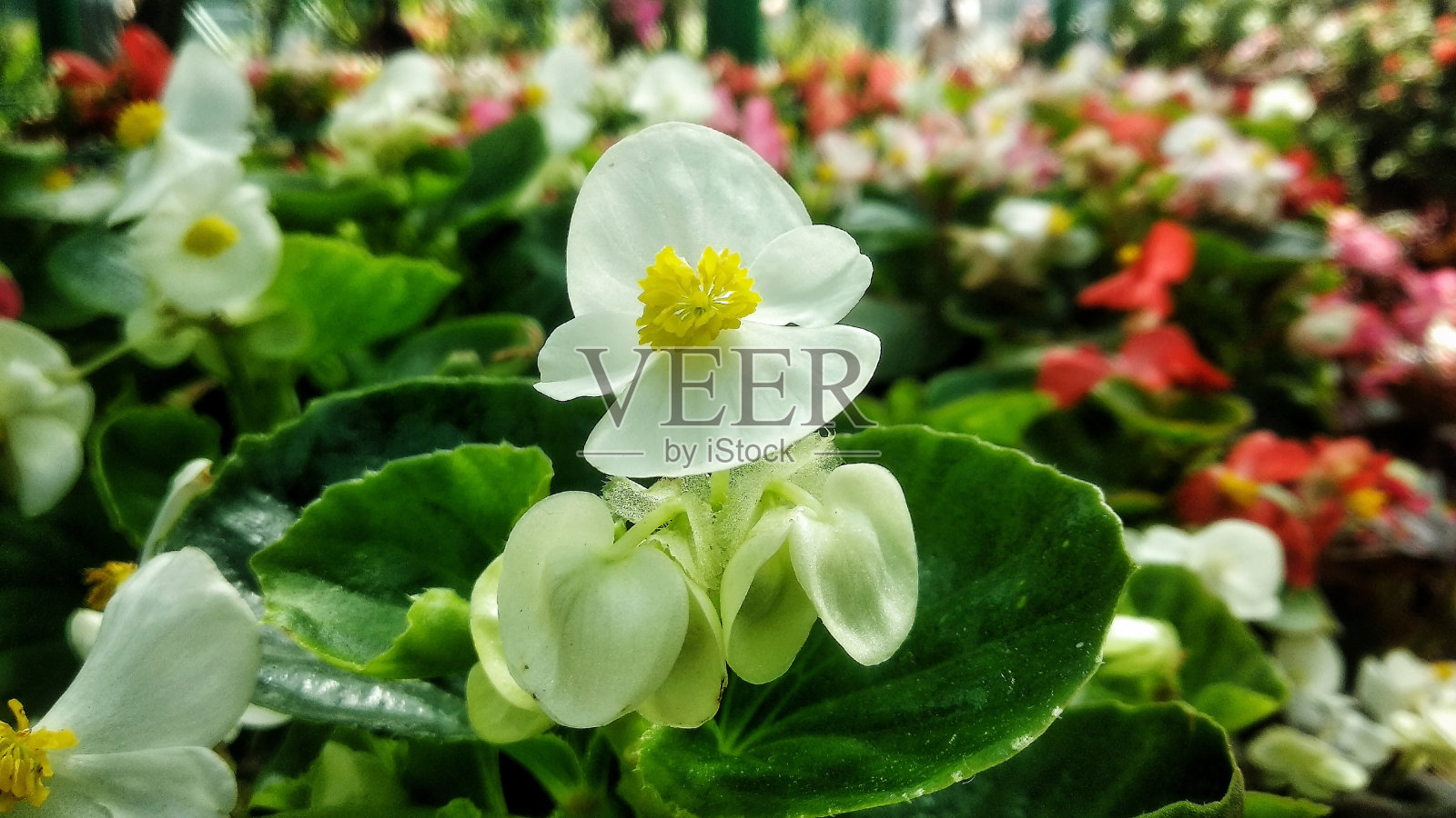 宏观集中花照片摄影图片