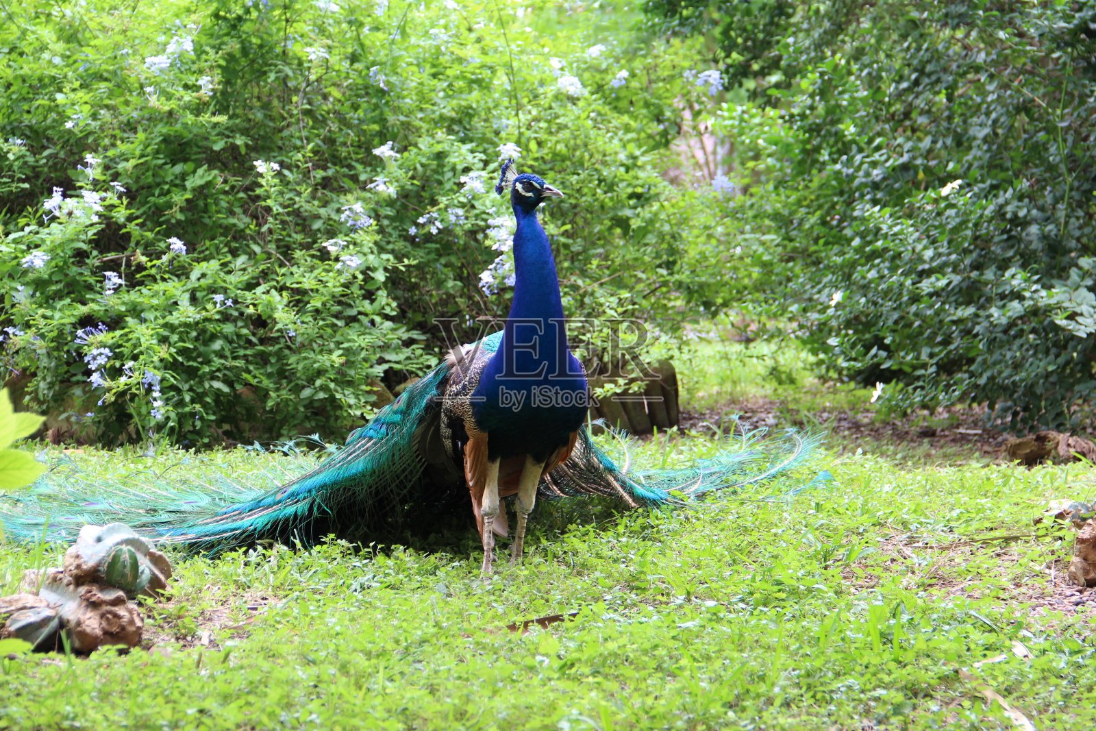 孔雀照片摄影图片