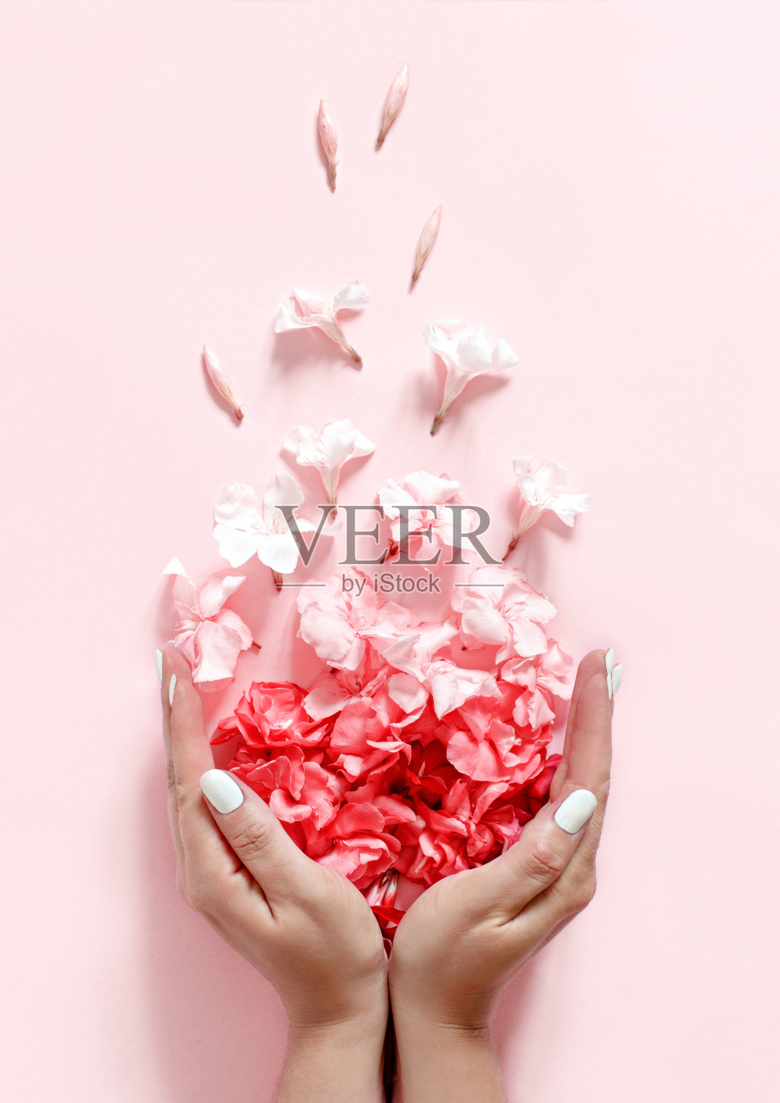 手捧粉红色花朵，背景是淡粉色照片摄影图片