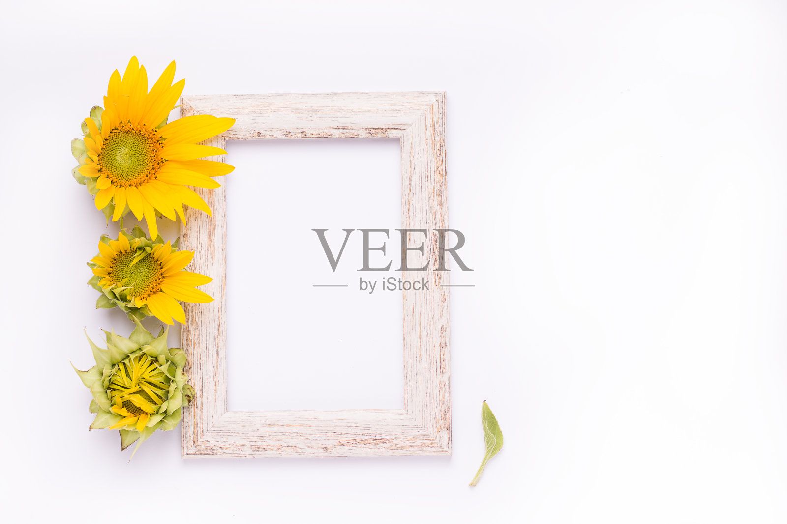 夏季模型木制相框与向日葵花在白色的背景。照片摄影图片