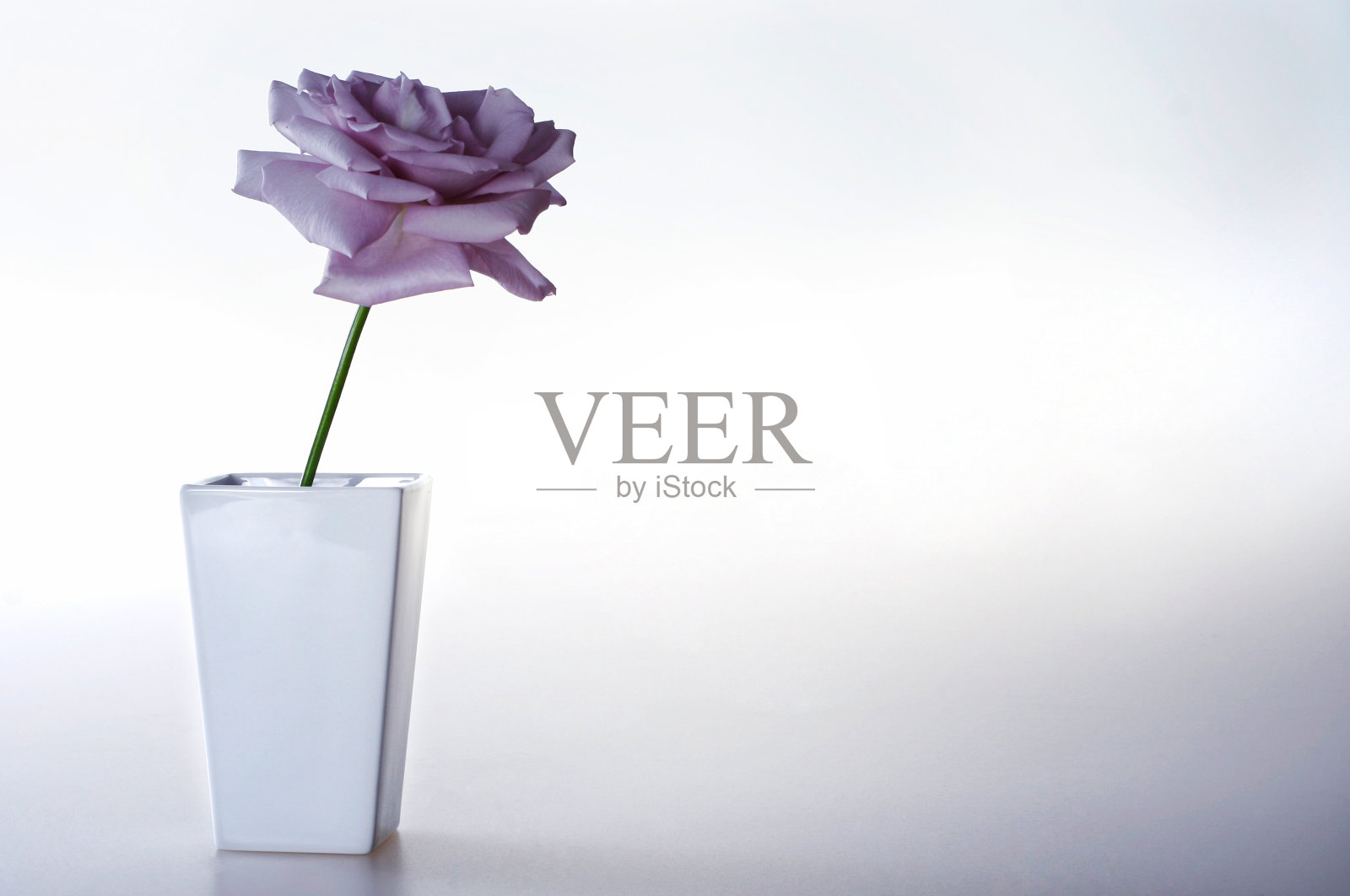 花瓶里的紫色玫瑰照片摄影图片