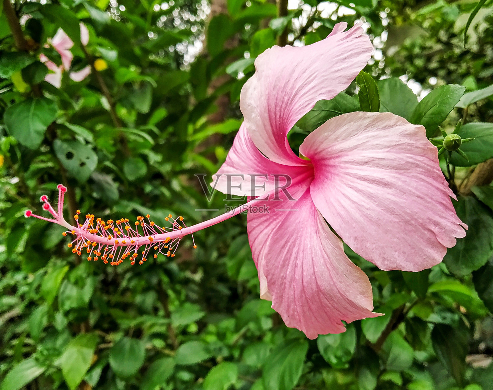 粉色的芙蓉照片摄影图片