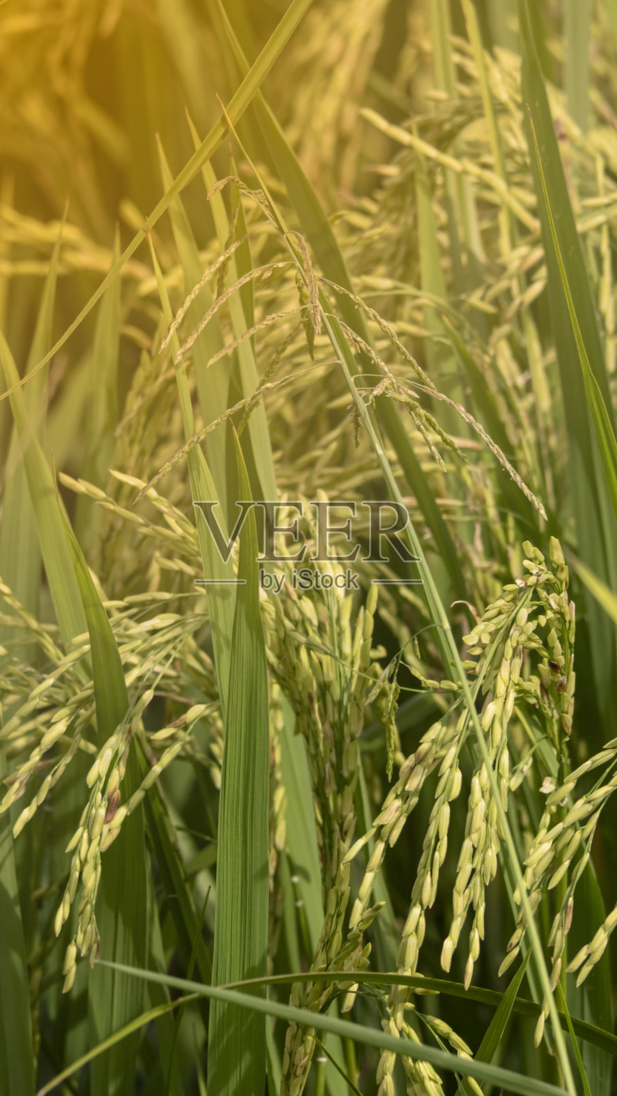 洒落在阳光下的稻田照片摄影图片