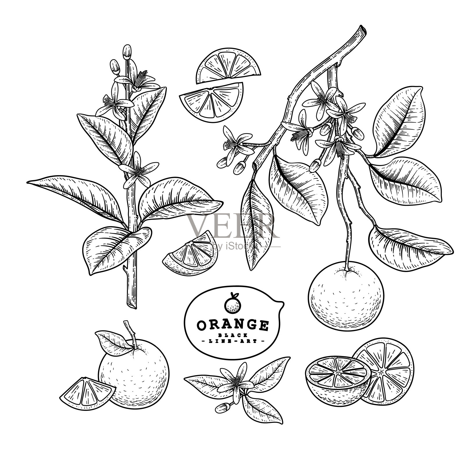 矢量素描柑橘水果装饰集。橙色。手绘植物图。黑色和白色与线条艺术孤立在白色背景。水果图纸。复古风格的元素。插画图片素材