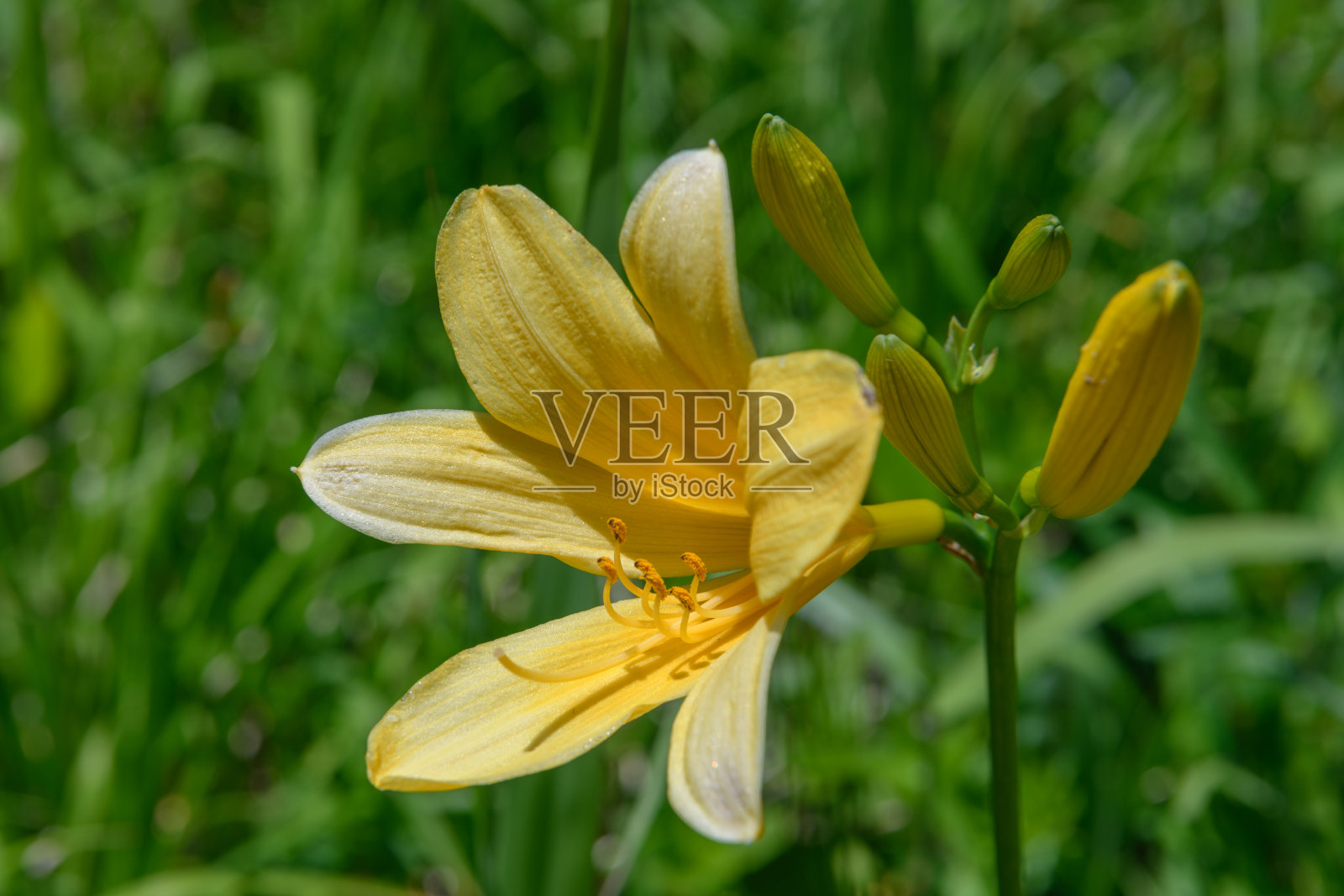 小沼池的萱草照片摄影图片