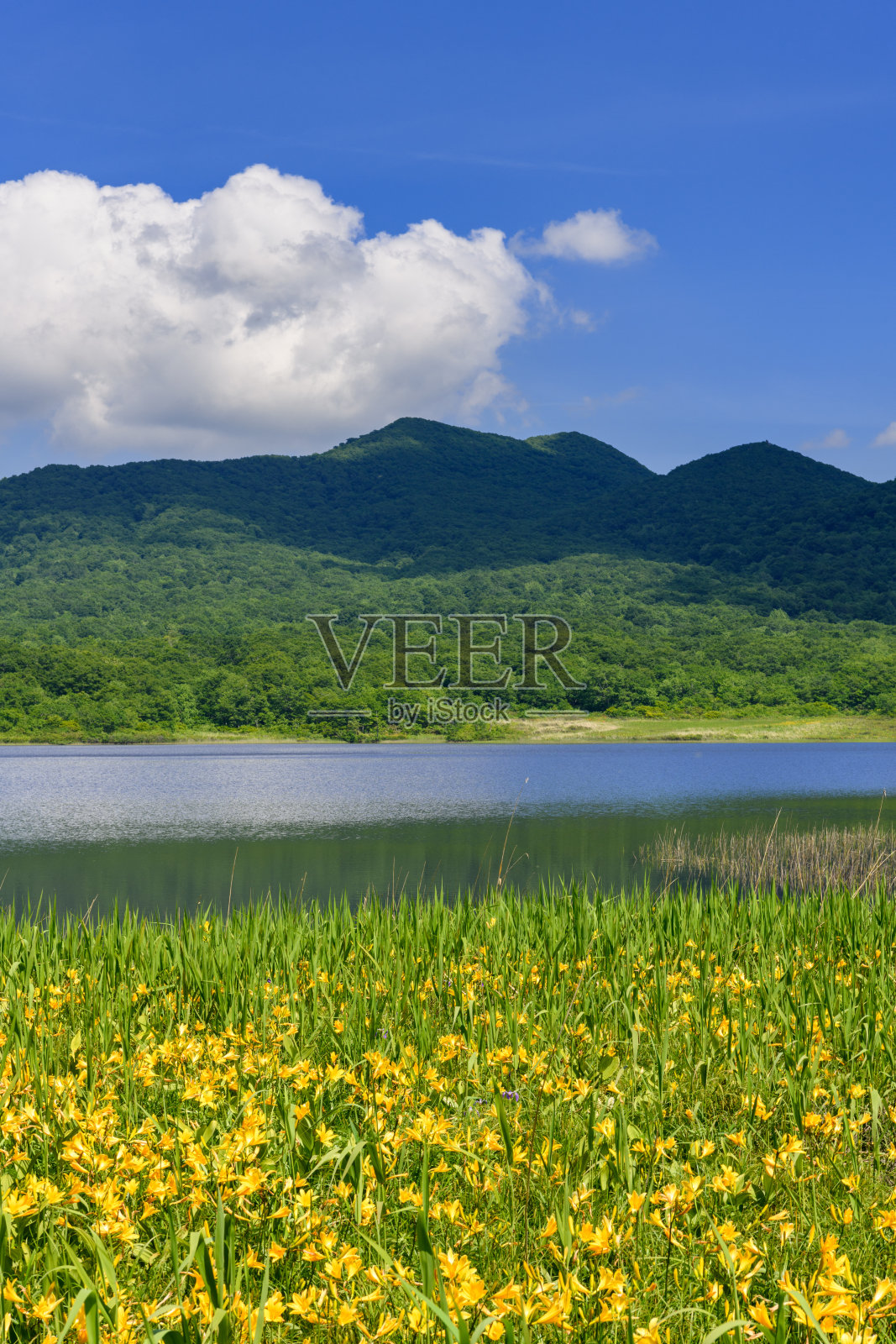 小沼池的萱草照片摄影图片