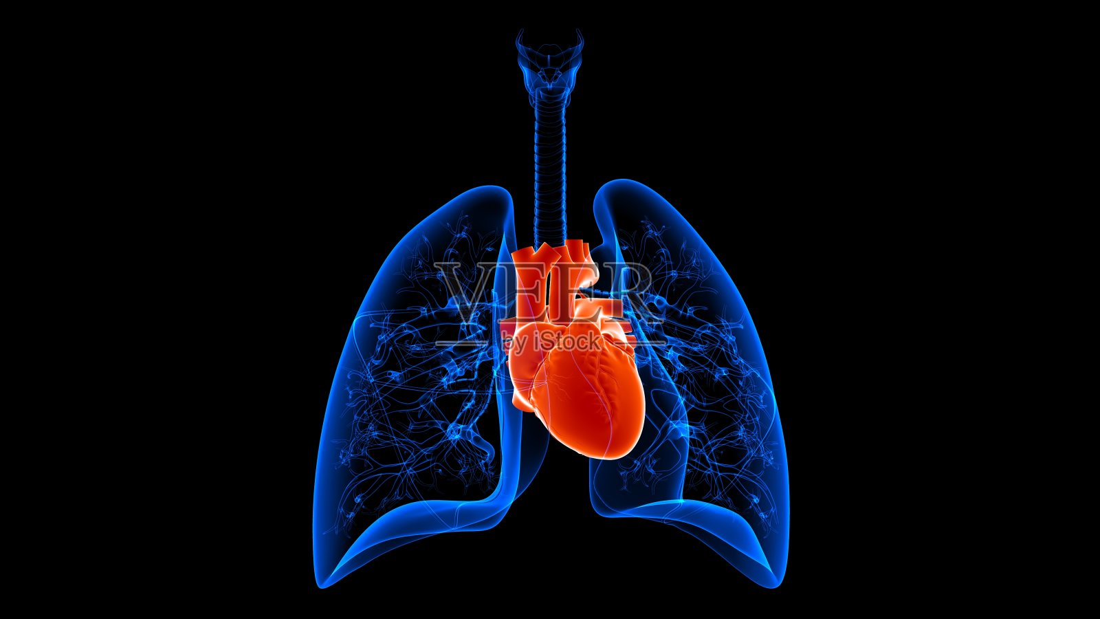 人体呼吸系统解剖三维插图(肺和心脏)照片摄影图片