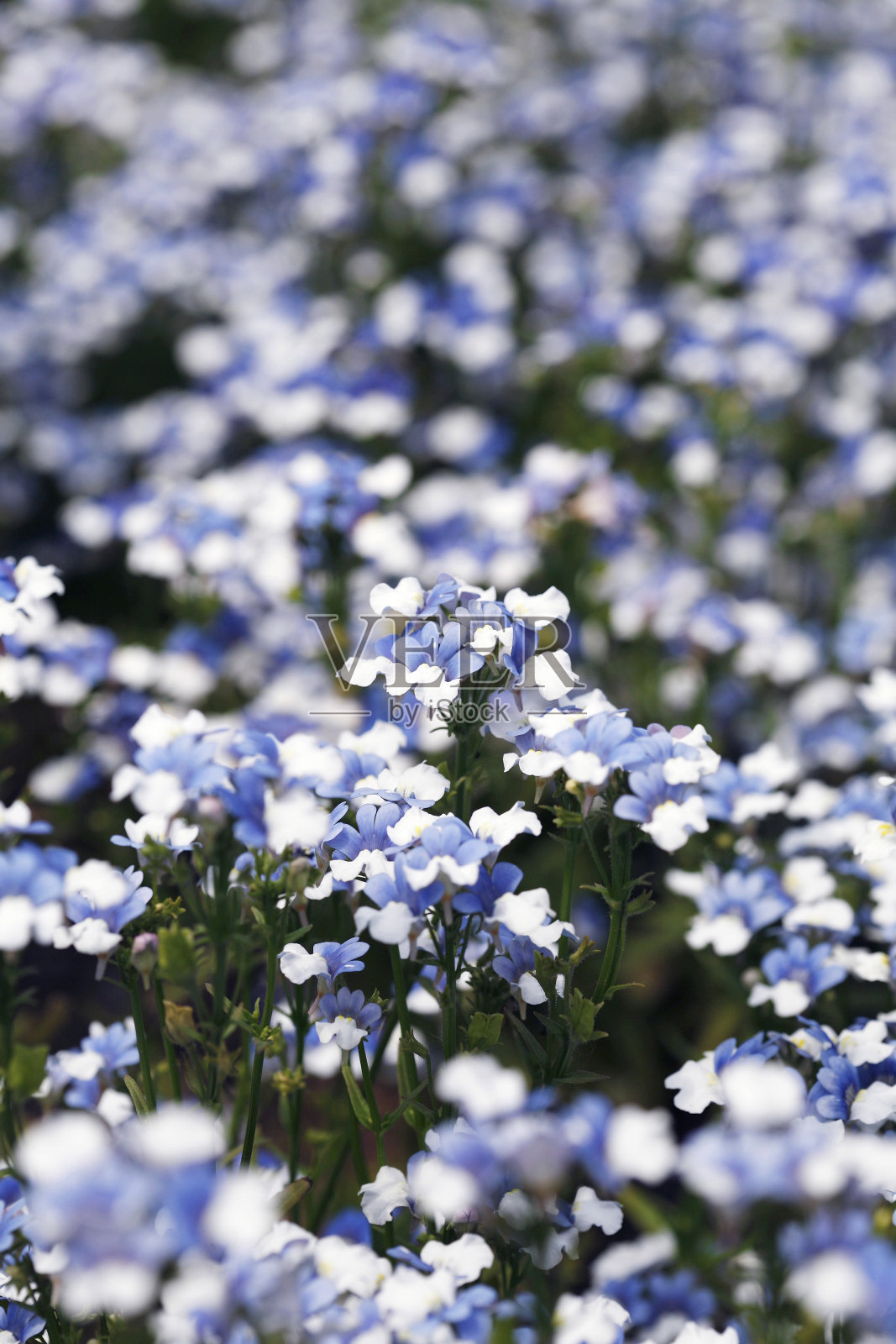 一片蓝色和白色的花照片摄影图片