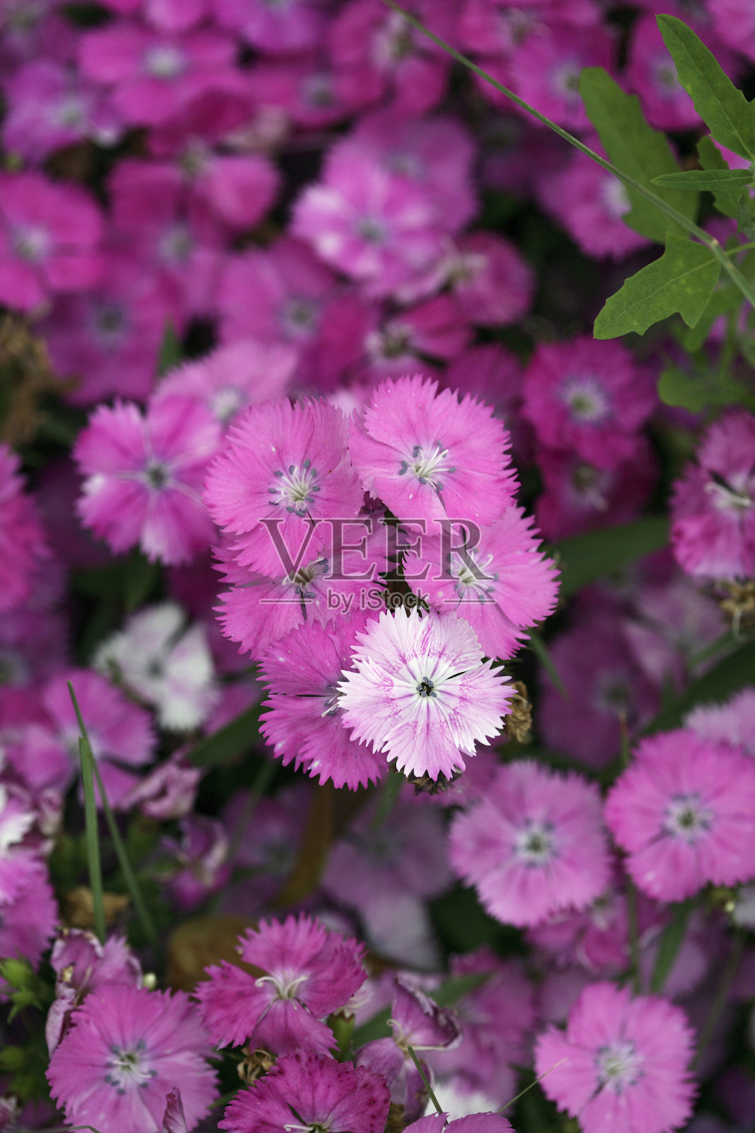 紫色的花照片摄影图片