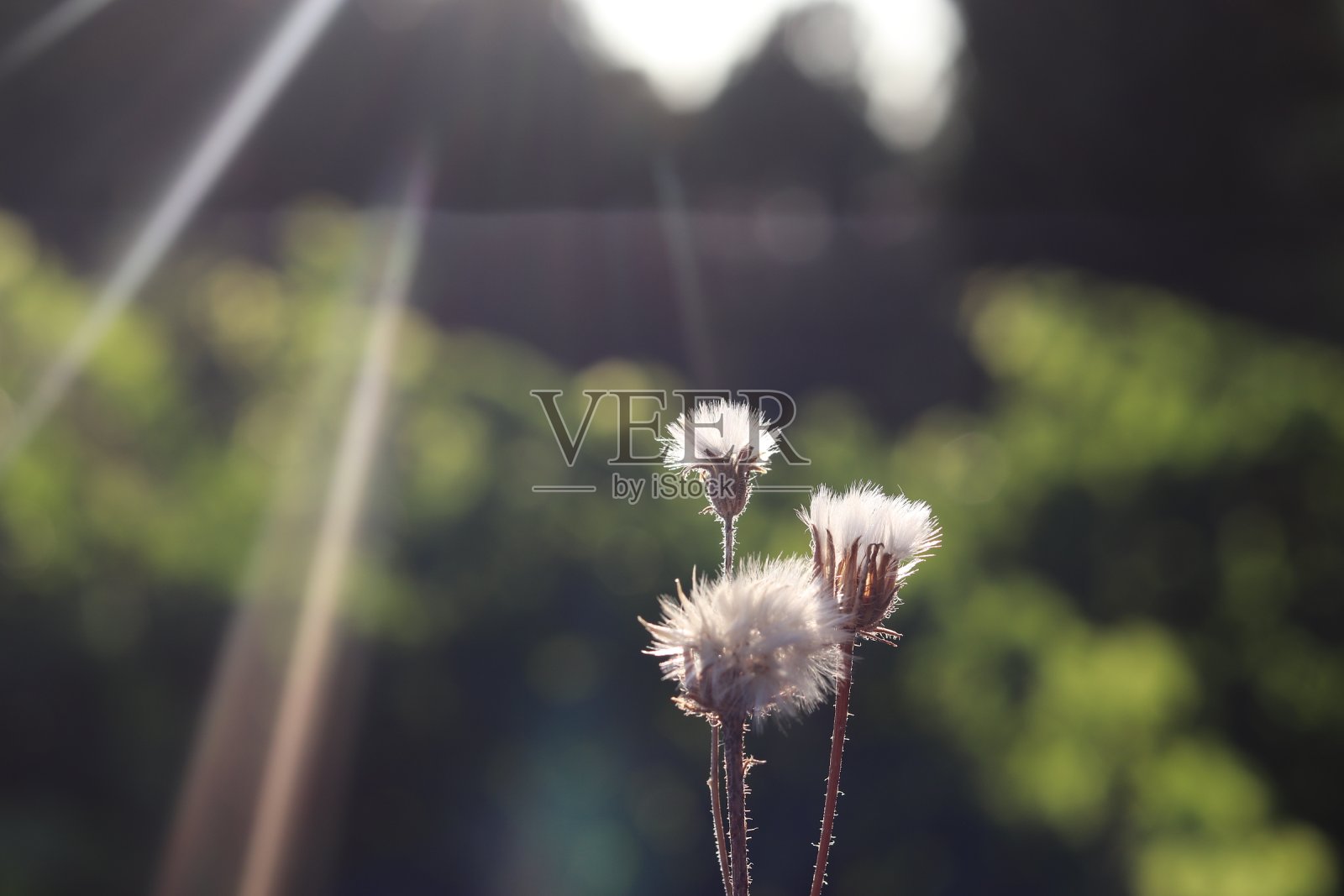 夕阳下的蒲公英照片摄影图片