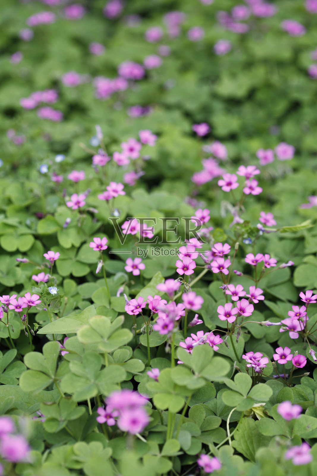 粉红色的花田照片摄影图片