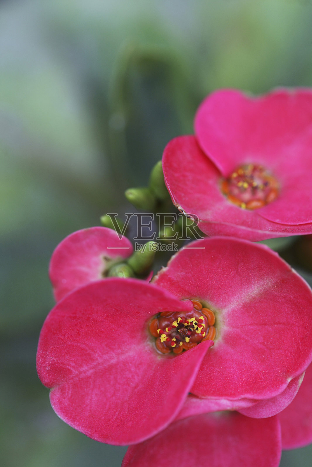 粉红色的花朵照片摄影图片