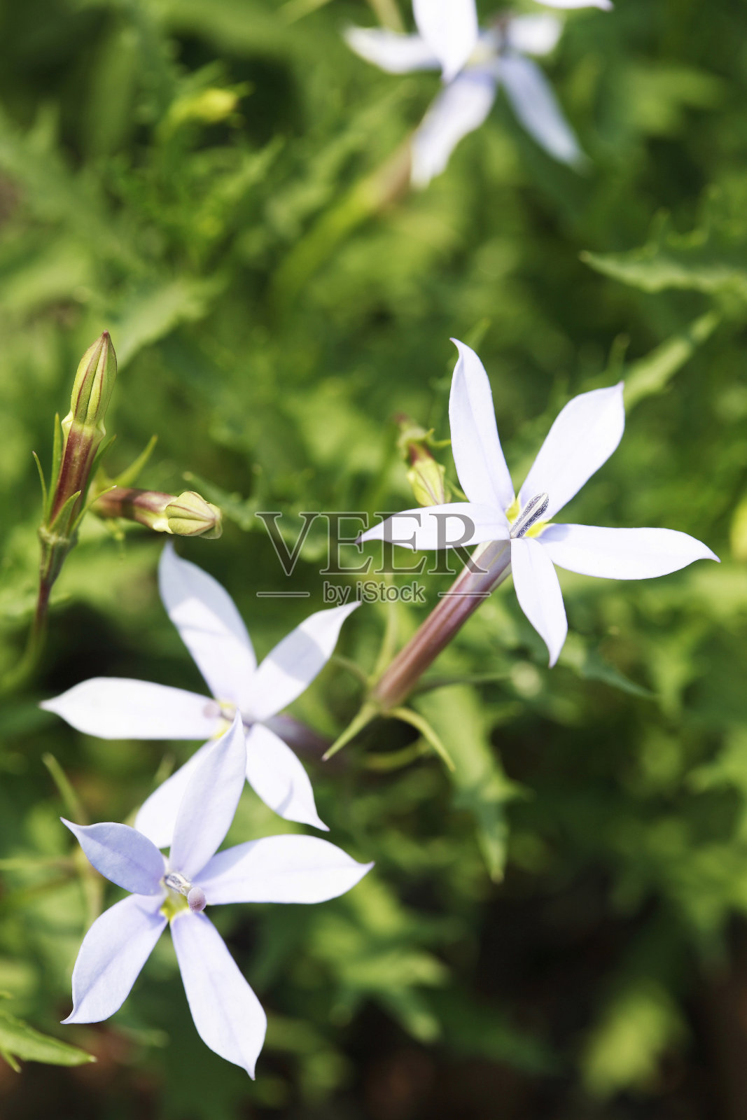 白色的花朵照片摄影图片