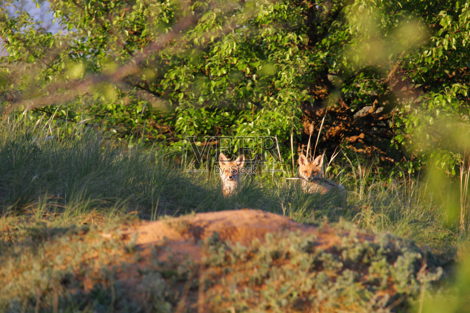 两只小狐狸正坐着看镜头照片摄影图片