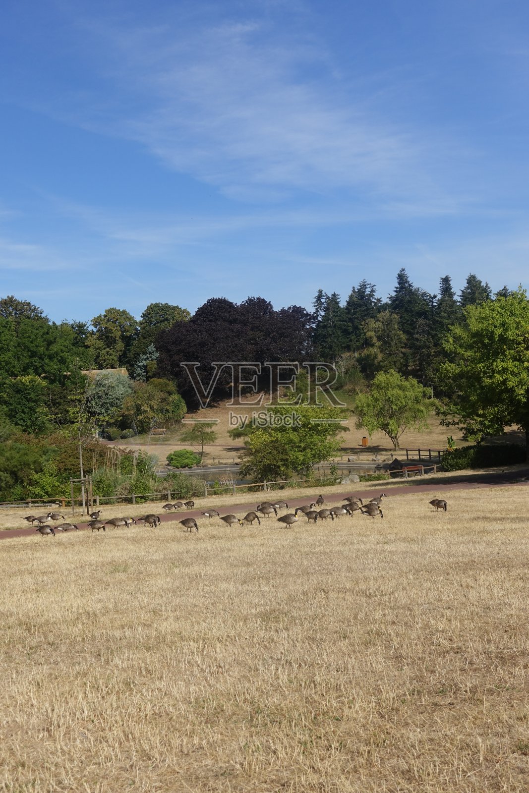 一群加拿大鹅在一个公园干旱的巴黎地区夏季季节照片摄影图片