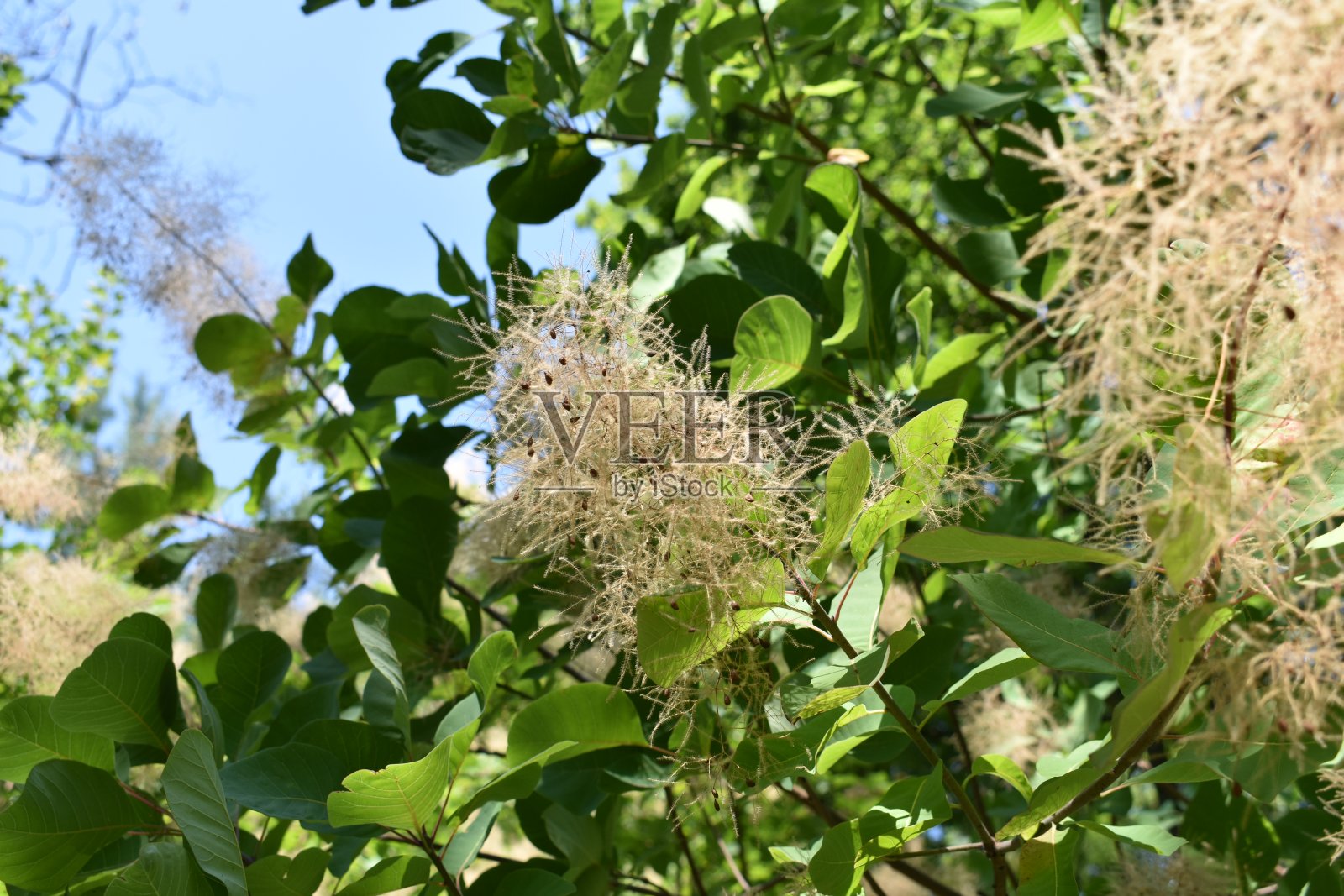 树上的种子照片摄影图片