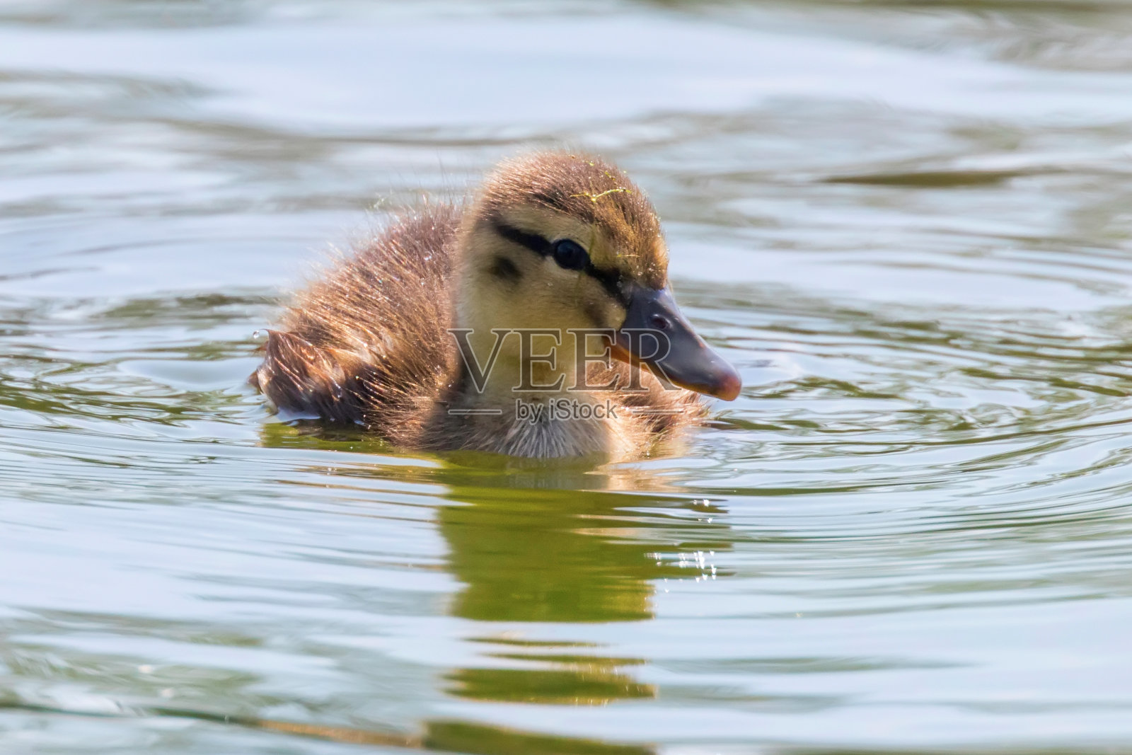 野鸭宝宝在水面上，小鸭子在游泳照片摄影图片