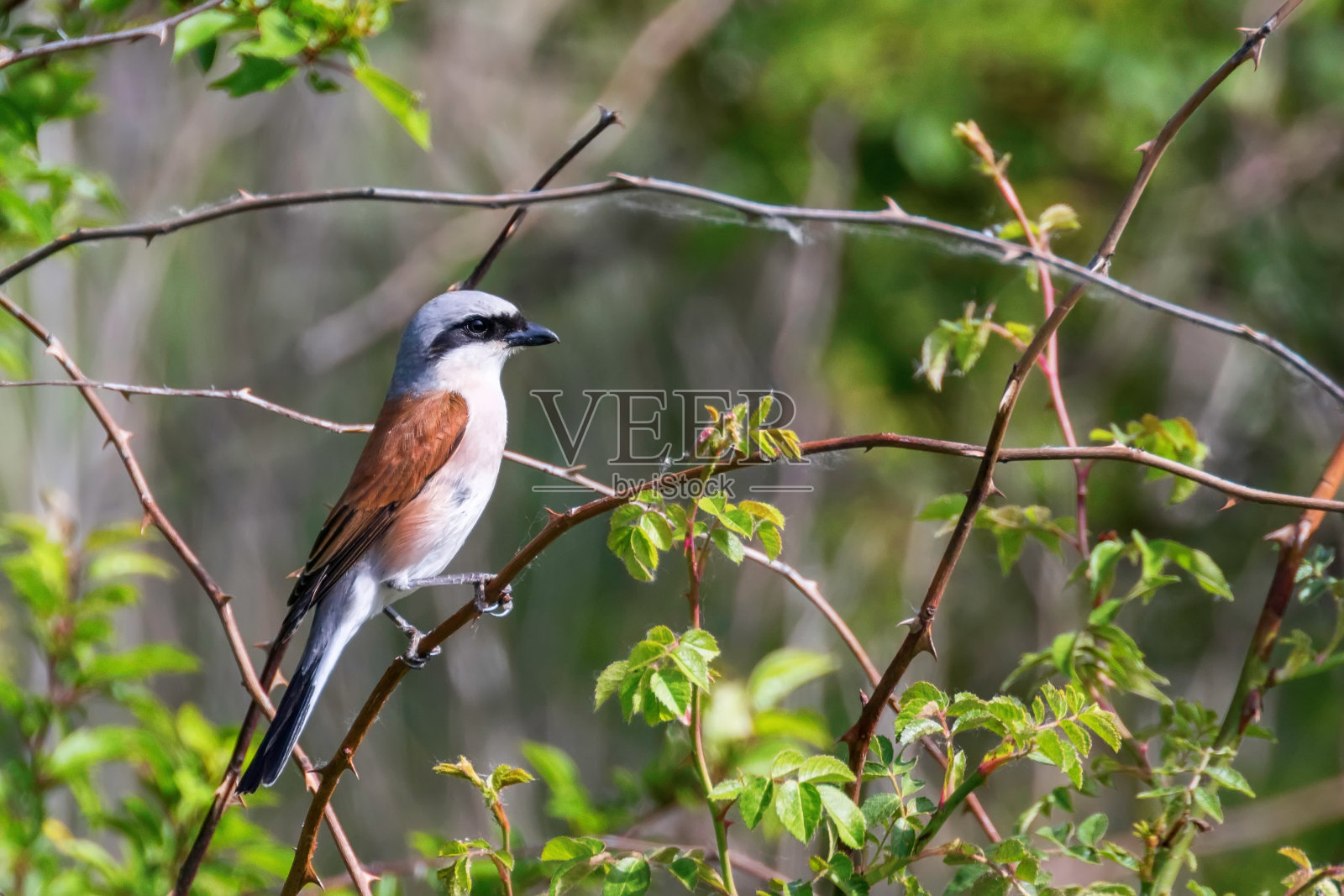 红背伯劳鸟照片摄影图片