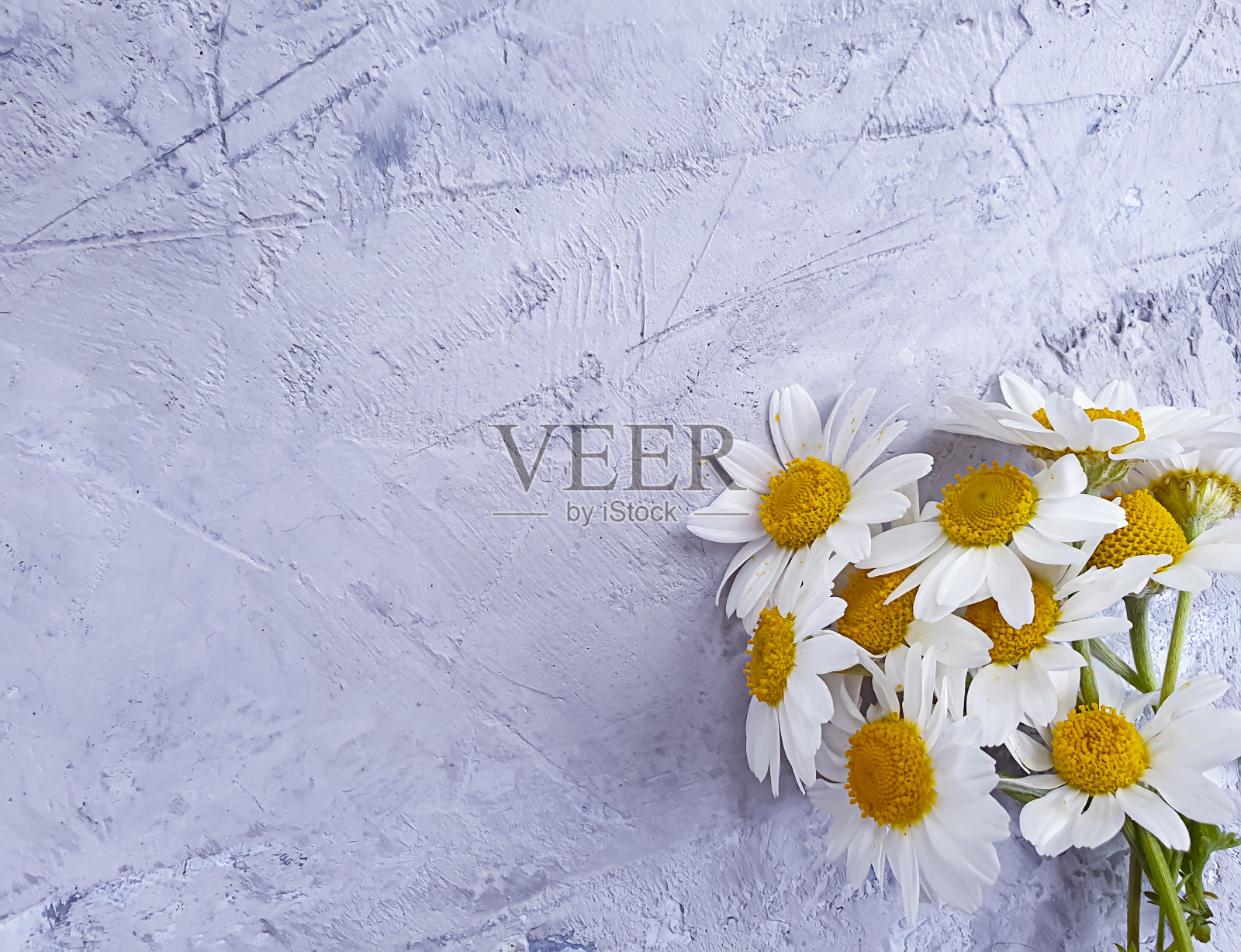 混凝土背景框架上的雏菊花照片摄影图片