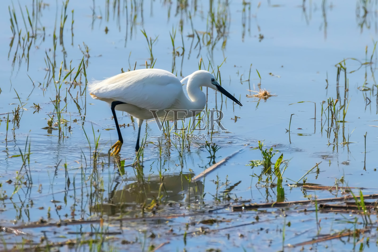 小白鹭狩猎(白鹭garzetta)白色小白鹭照片摄影图片