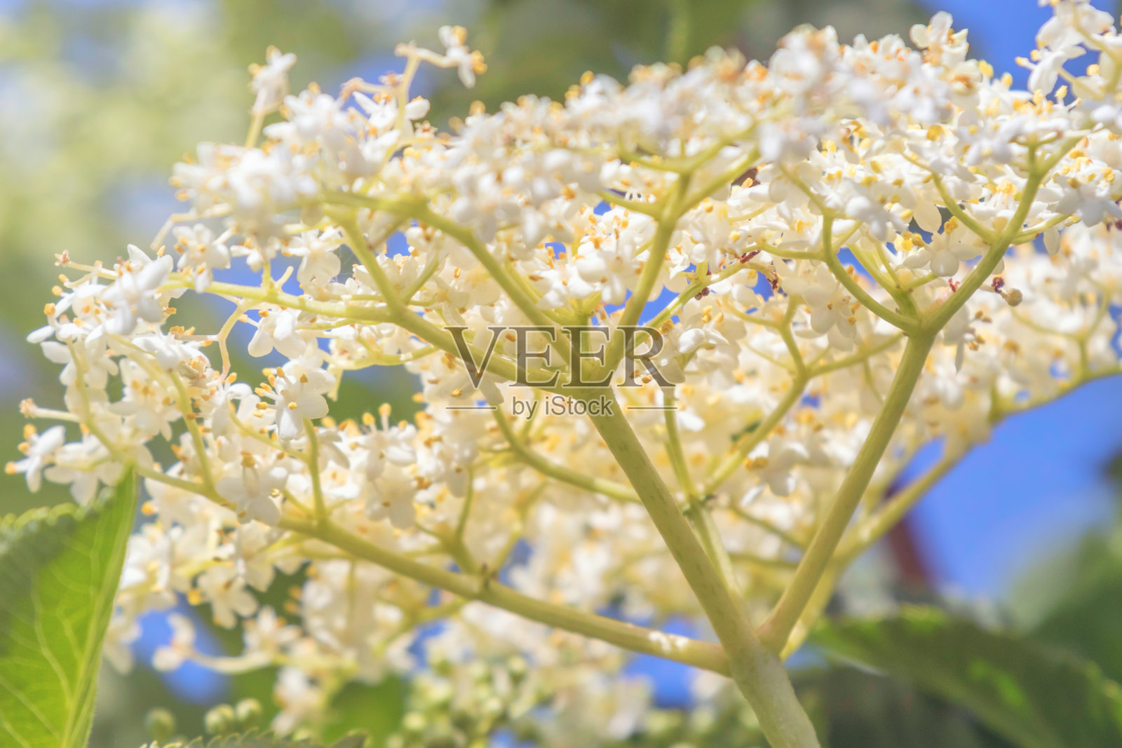 接骨木花，接骨木莓开花，接骨木开花照片摄影图片