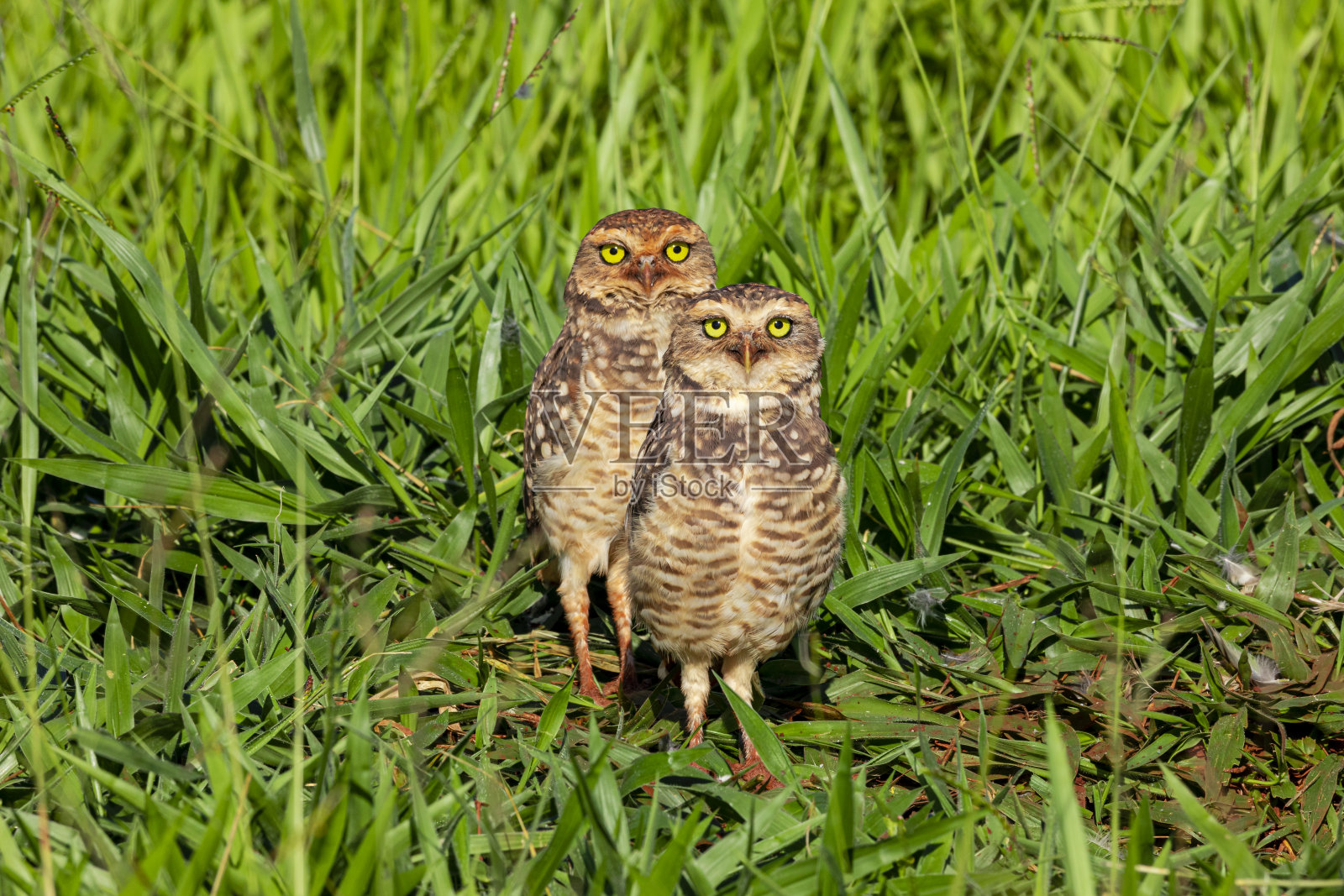 穴居猫头鹰，也叫野地鸮，海滩猫头鹰，野地鸮，矿工，被称为“穴居猫头鹰”生活在挖洞的土壤。照片摄影图片