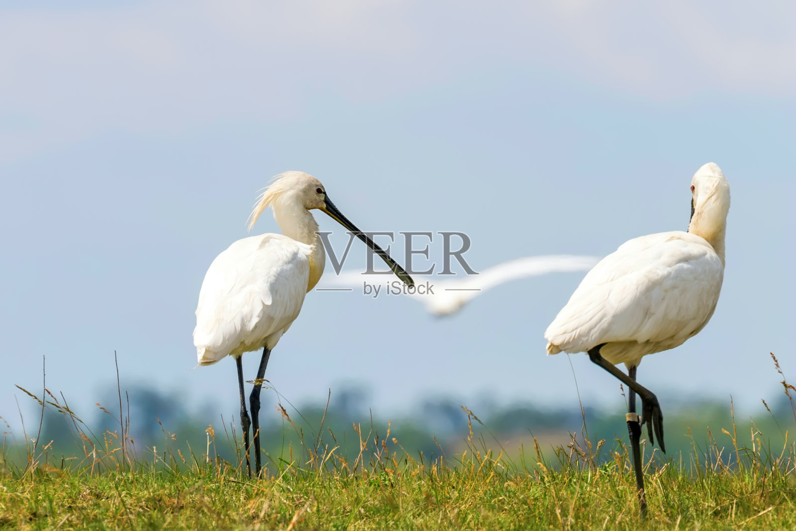 欧亚琵鹭(Platalea leucorodia)照片摄影图片
