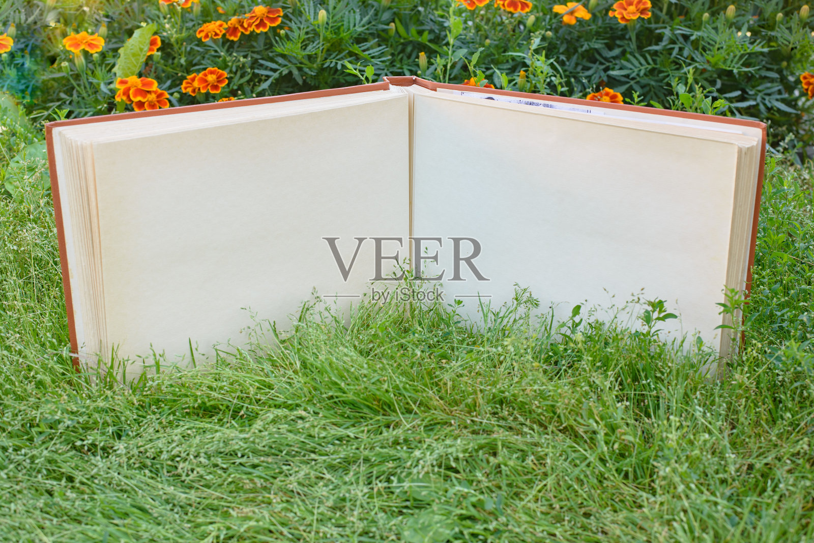 一个大的旧的褪色的相册或相册，书页泛黄，放在草坪上的绿草地上照片摄影图片