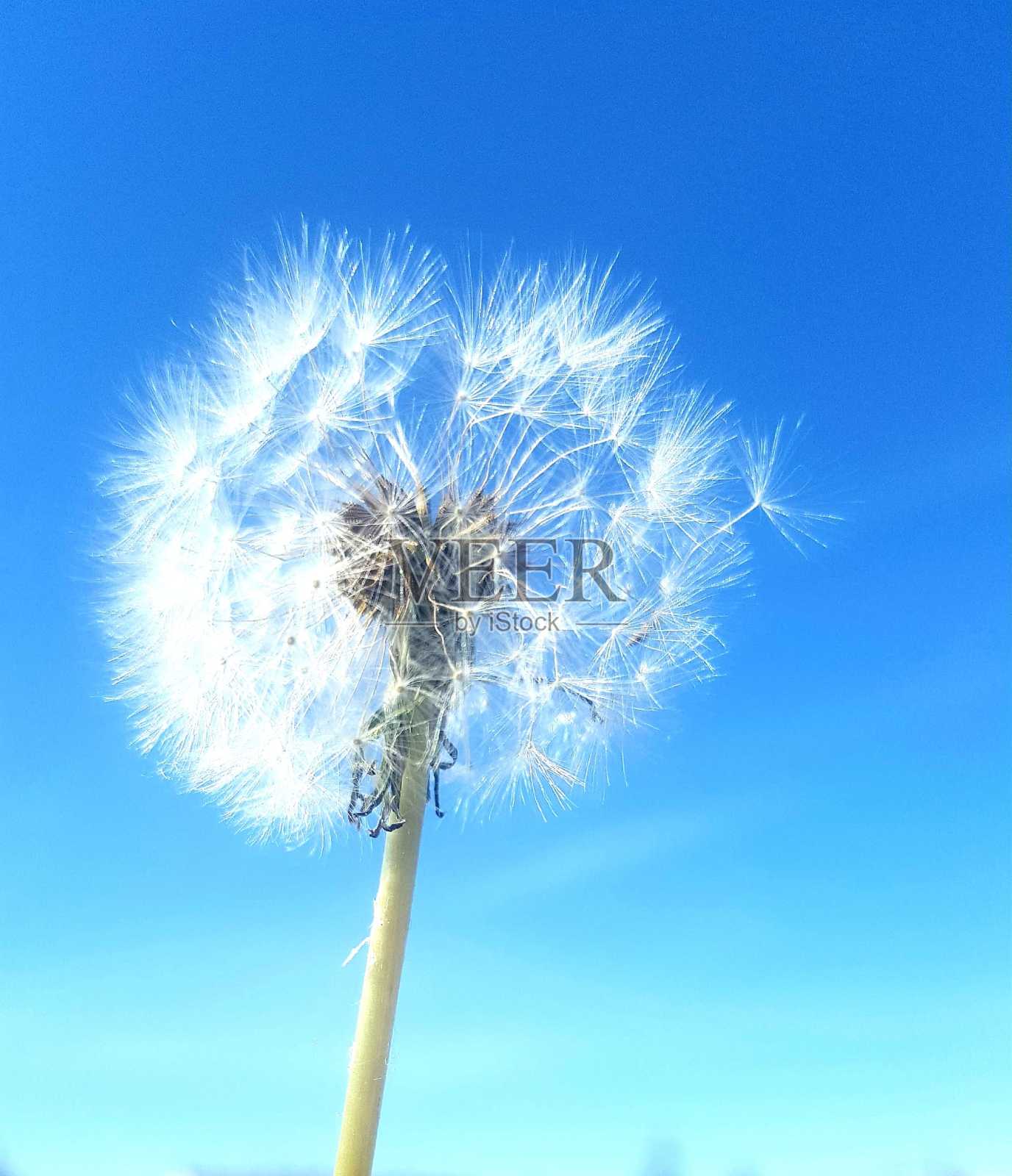 蒲公英照片摄影图片