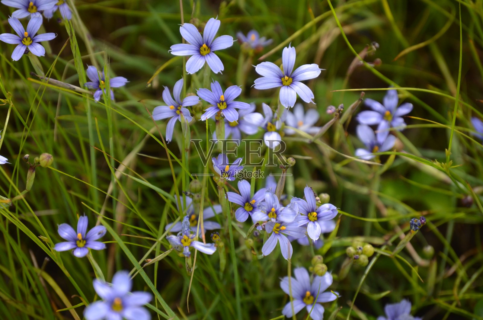 紫色的花领域照片摄影图片