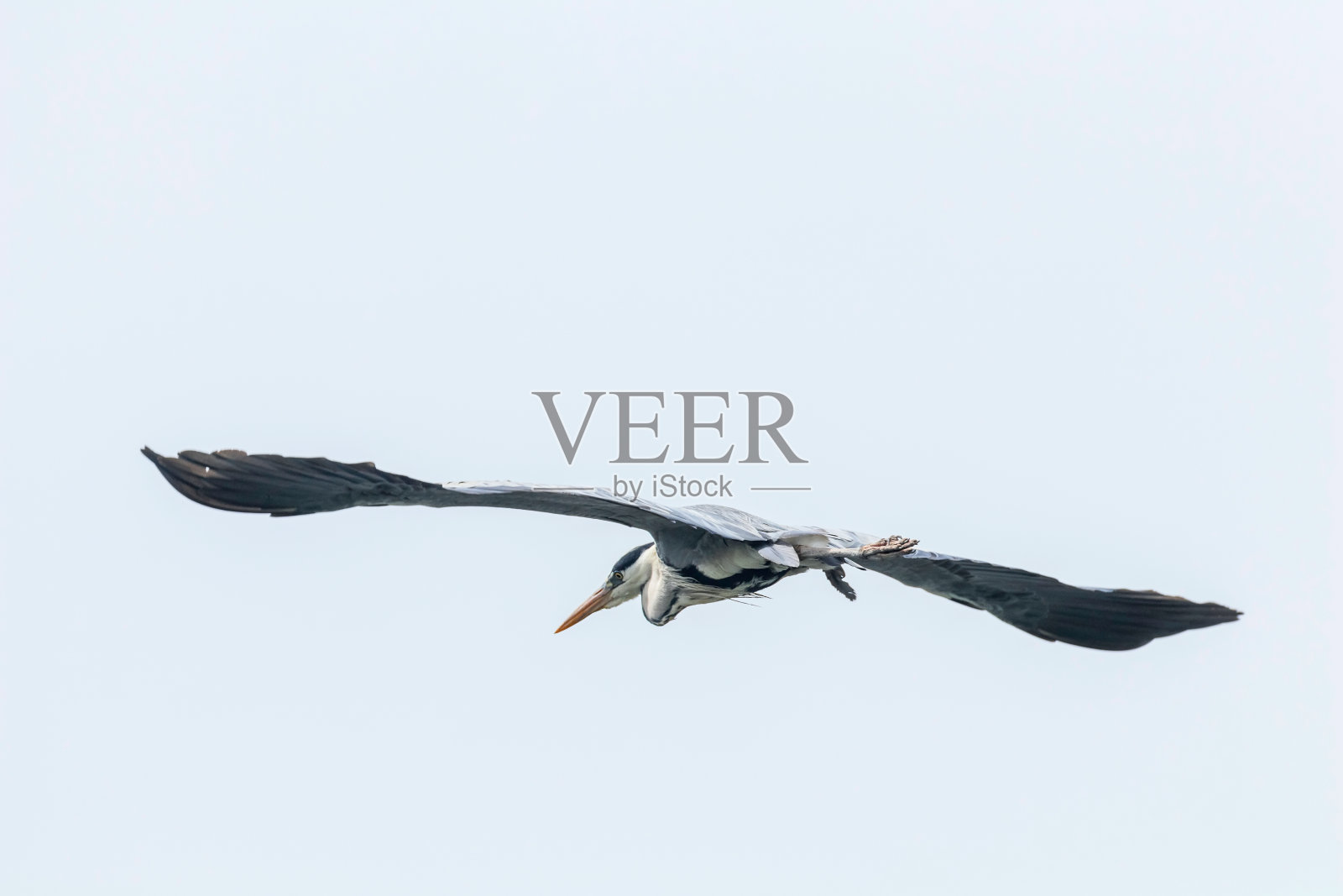 灰鹭飞翔(ardea herodias)灰鹭飞翔蓝天照片摄影图片