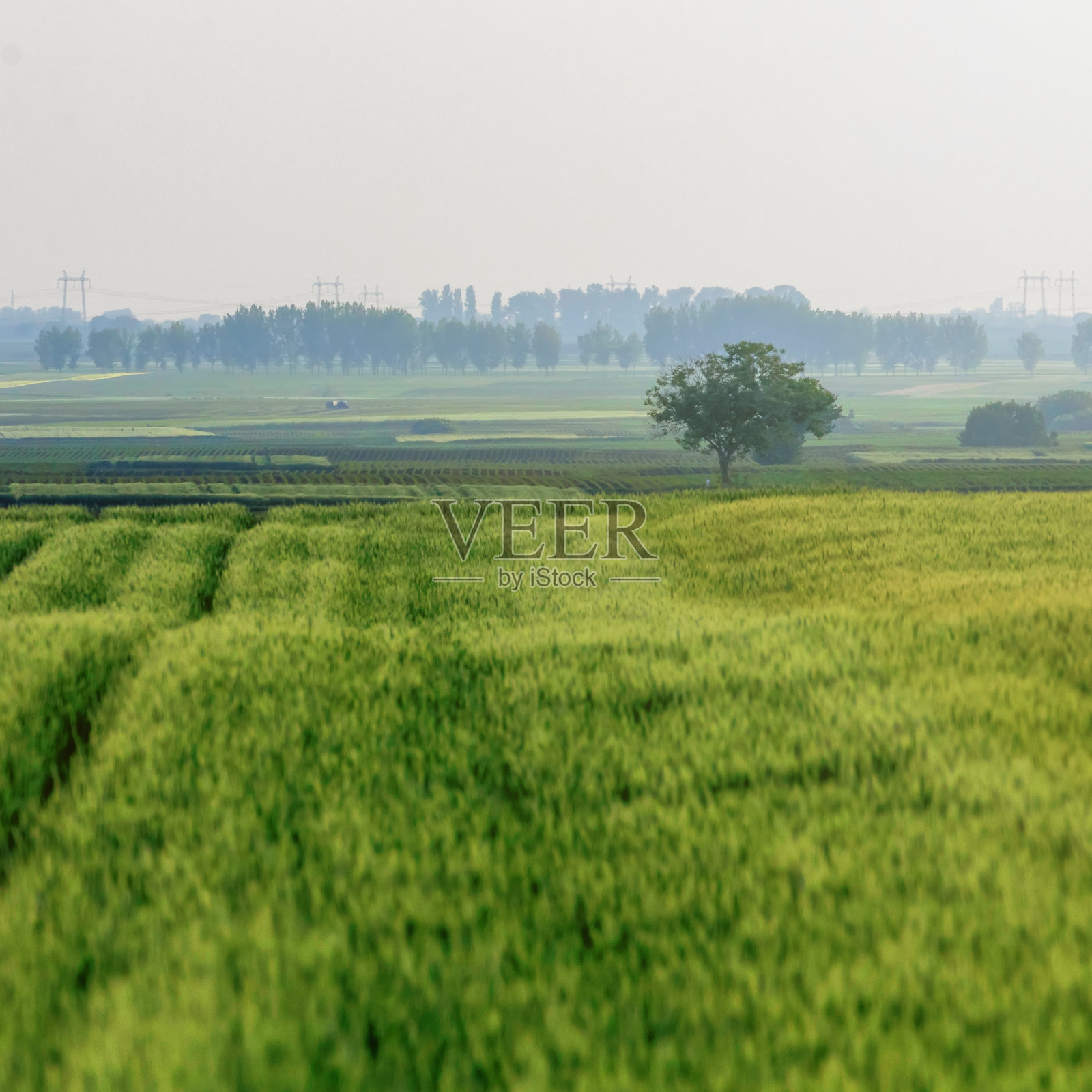 在田间生长的年轻小麦，绿色小麦幼苗照片摄影图片