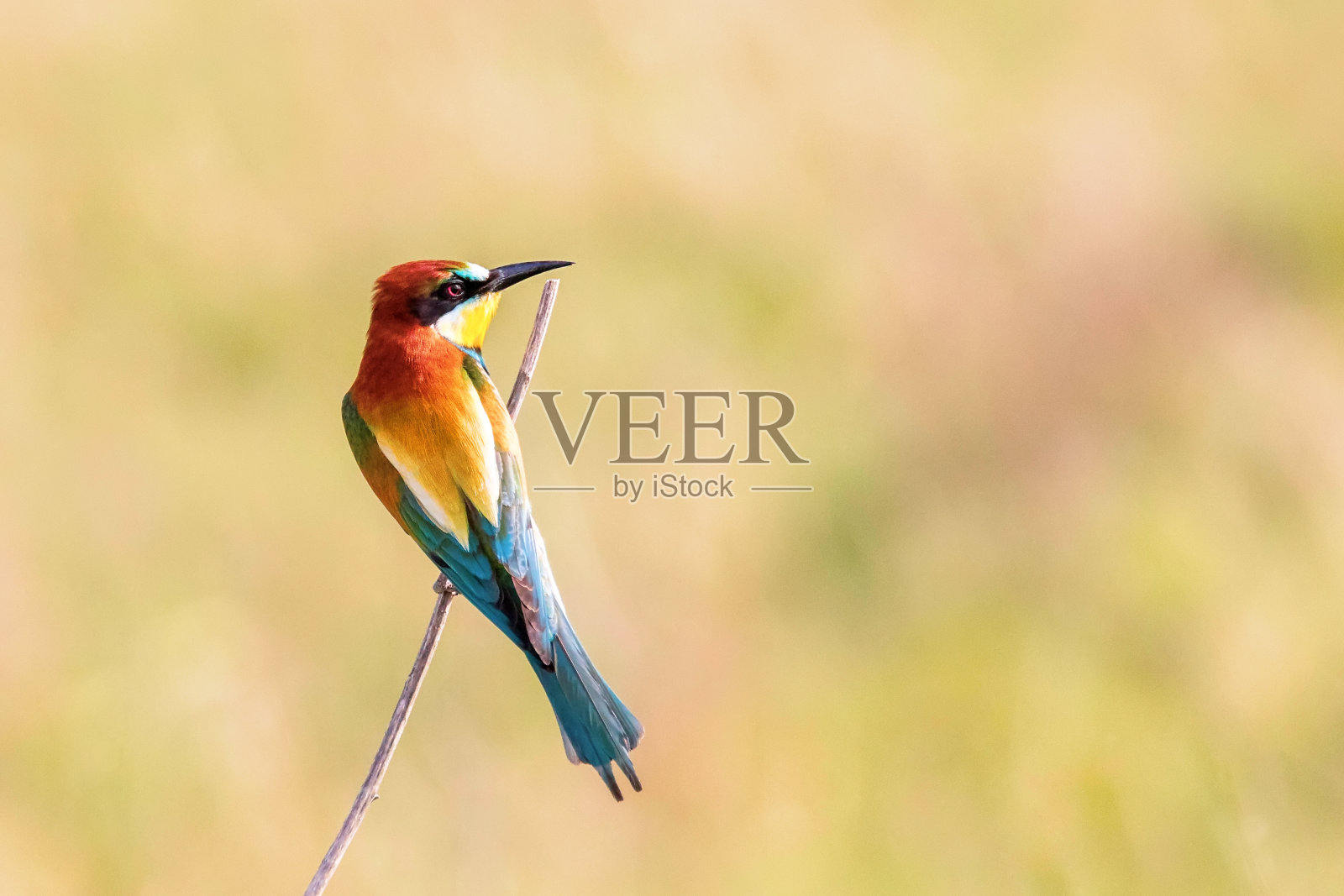 欧洲蜂食动物照片摄影图片