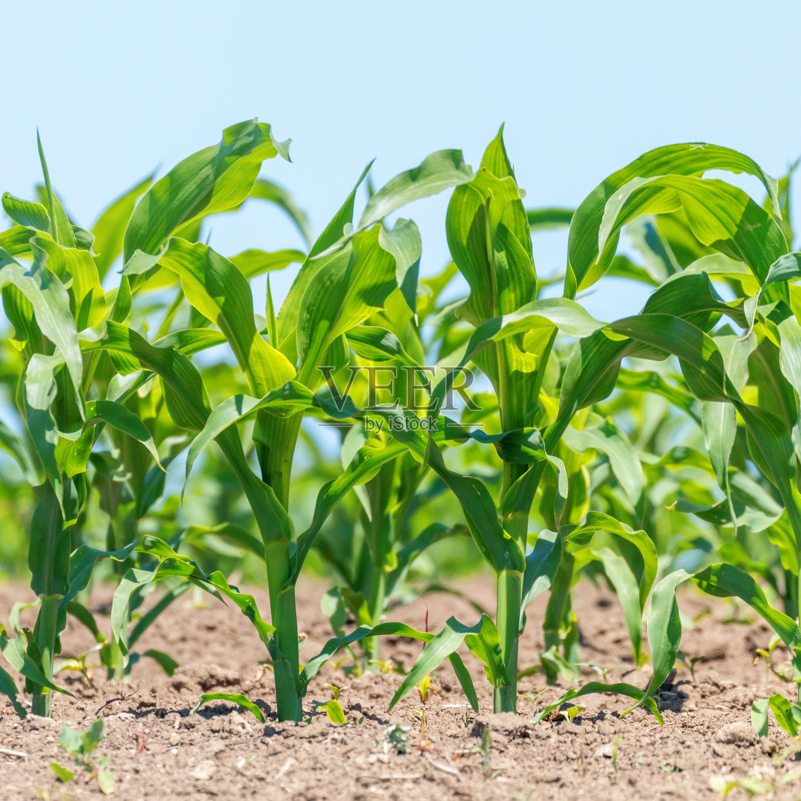 绿色玉米在地里生长。绿色玉米植株，田间深度浅，农业背景照片摄影图片