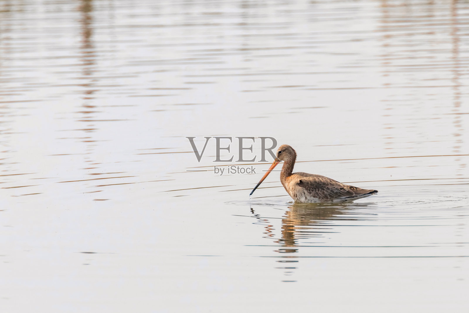 在浅水中觅食的黑尾鹬照片摄影图片