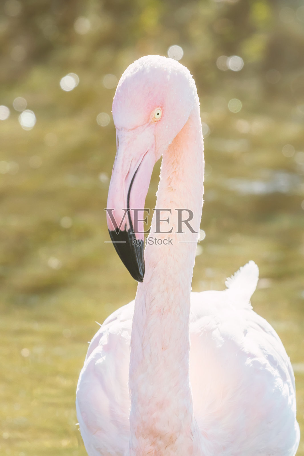 大火烈鸟画像，粉红火烈鸟画像照片摄影图片