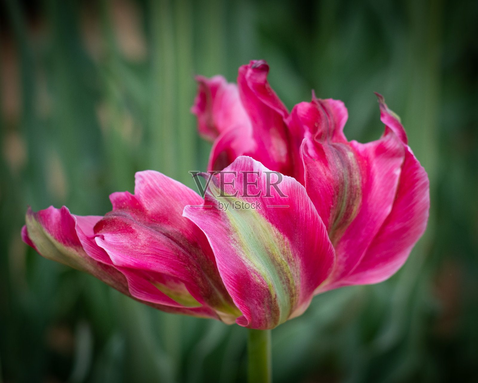 粉红色的郁金香照片摄影图片