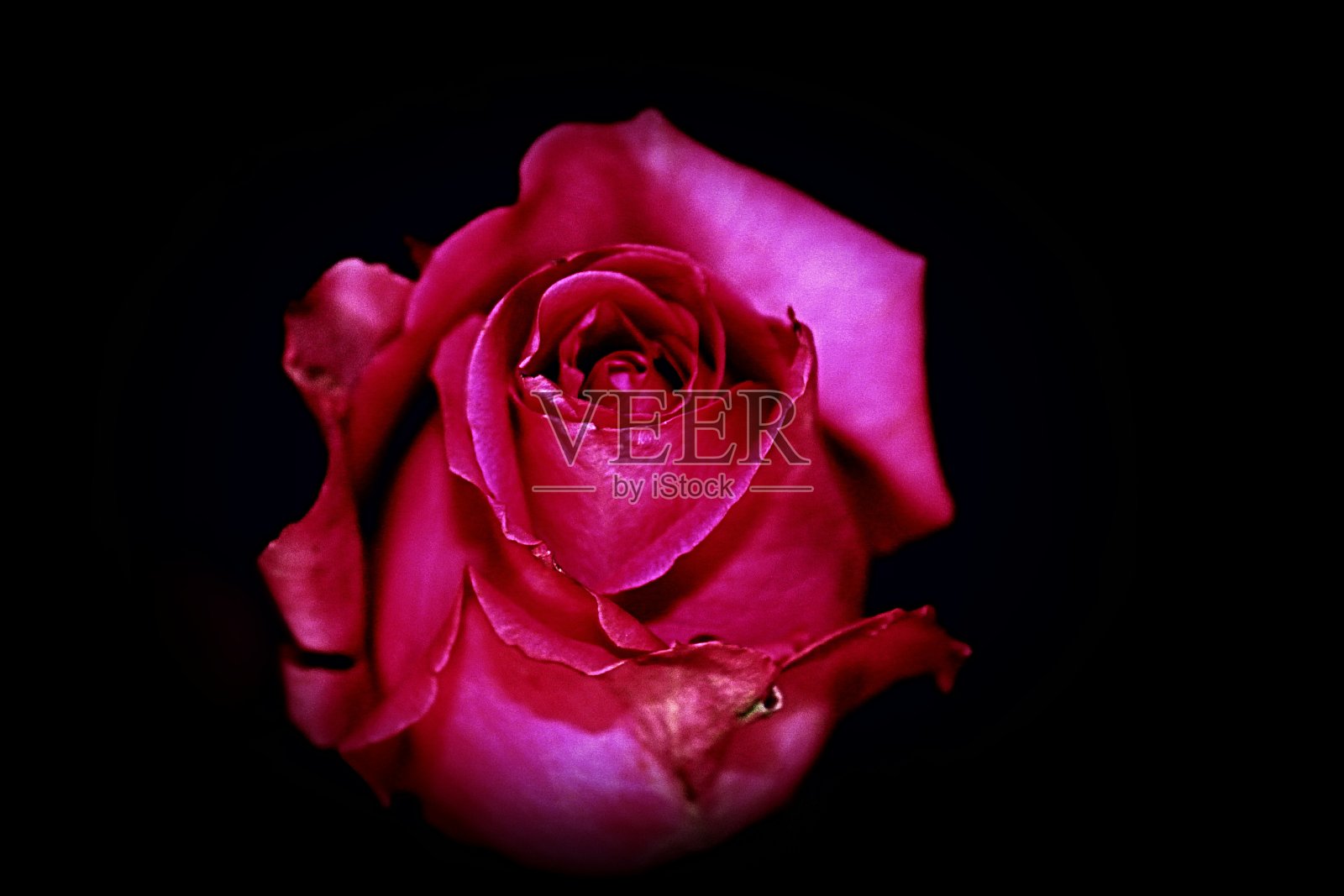 黑色背景下玫瑰的特写镜头照片摄影图片