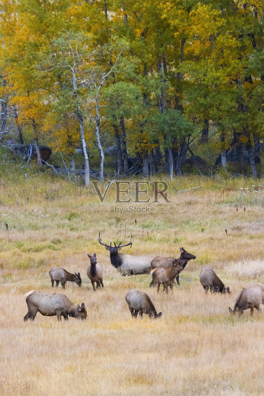 在一个美丽的落基山的夜晚麋鹿群照片摄影图片
