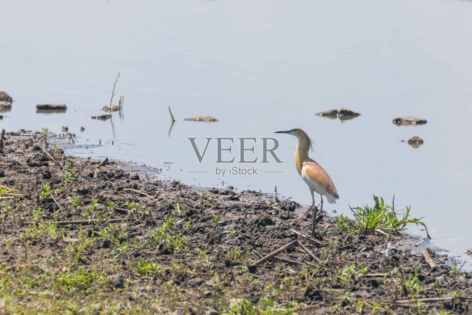 苍鹭(Ardeola ralloides)的自然栖息地照片摄影图片
