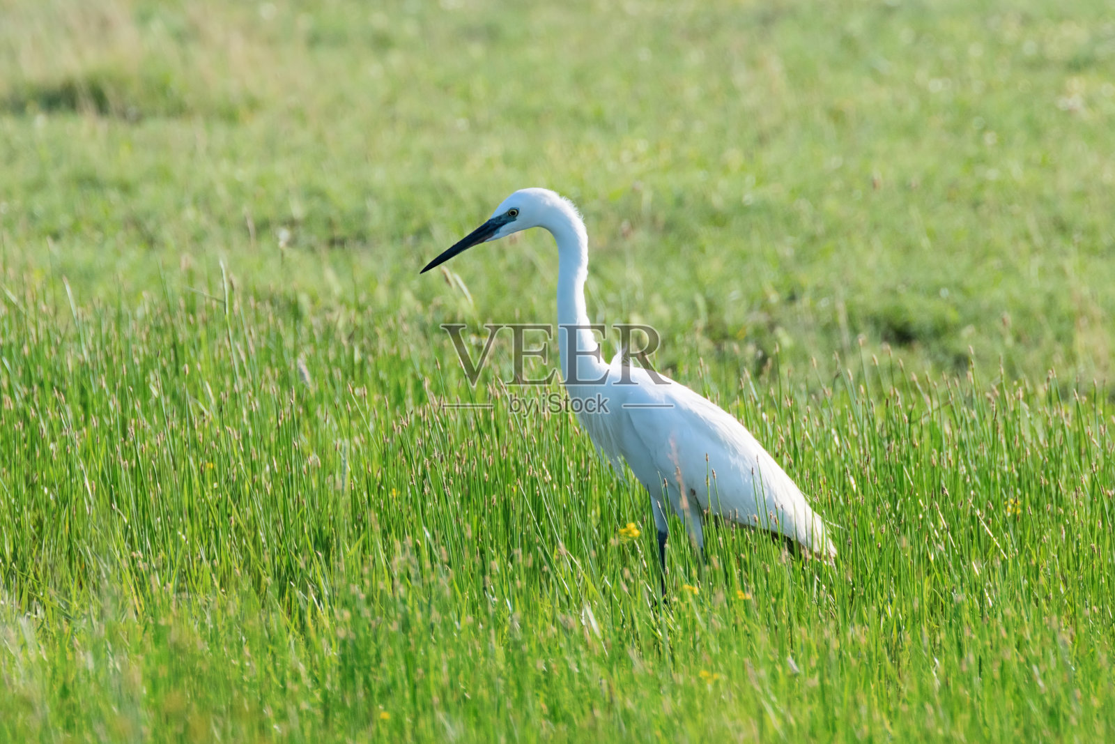 大白鹭(Ardea alba)普通白鹭照片摄影图片