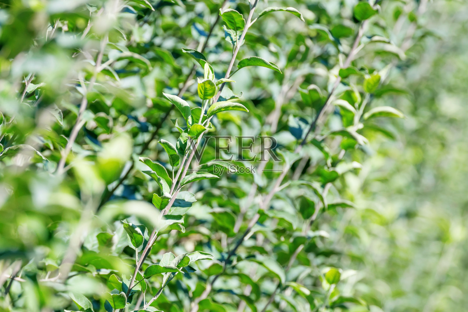 Apples in Orchard, Apple Trees, Lush Green照片摄影图片