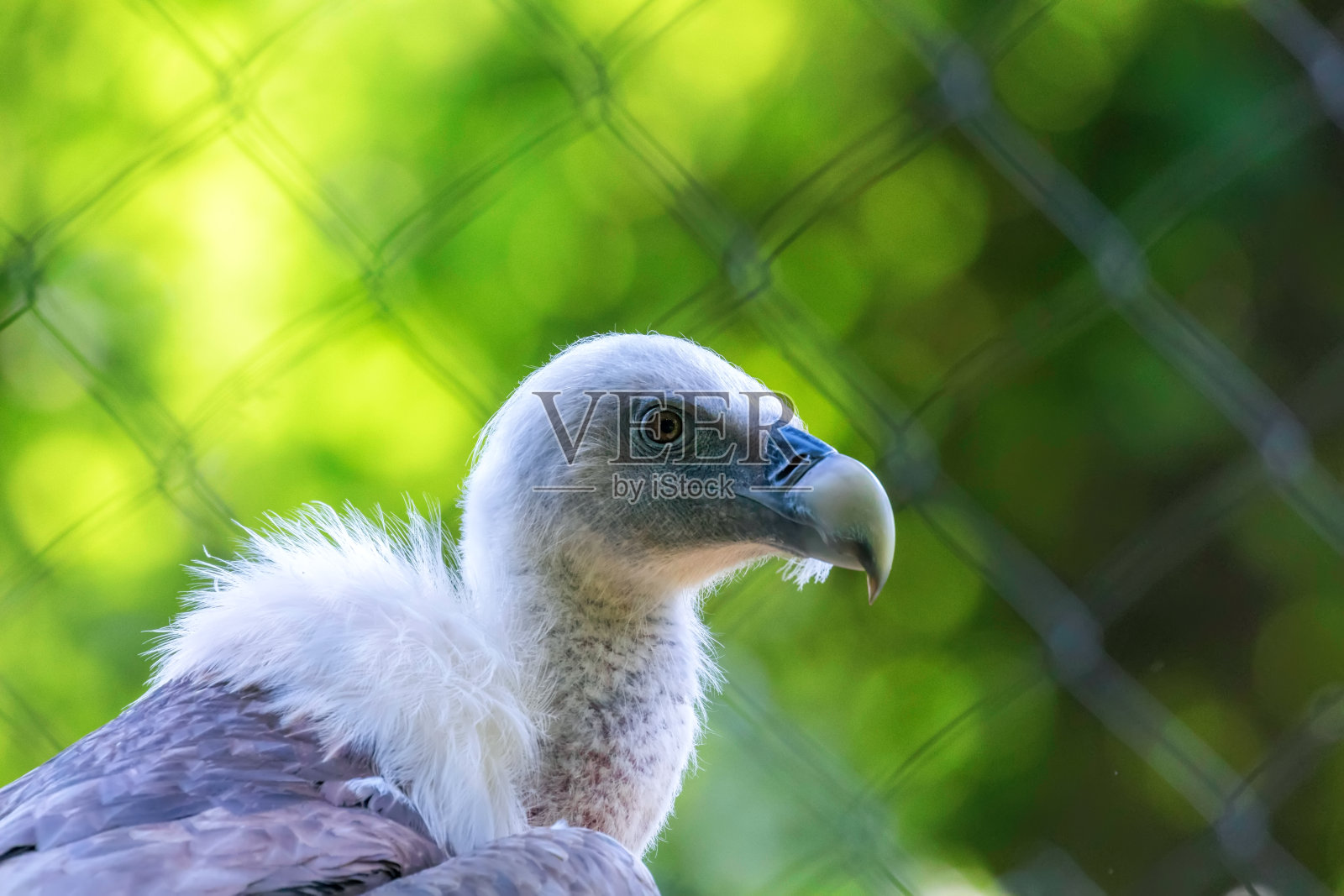圈养格里芬雕猛禽(黄鹂)照片摄影图片